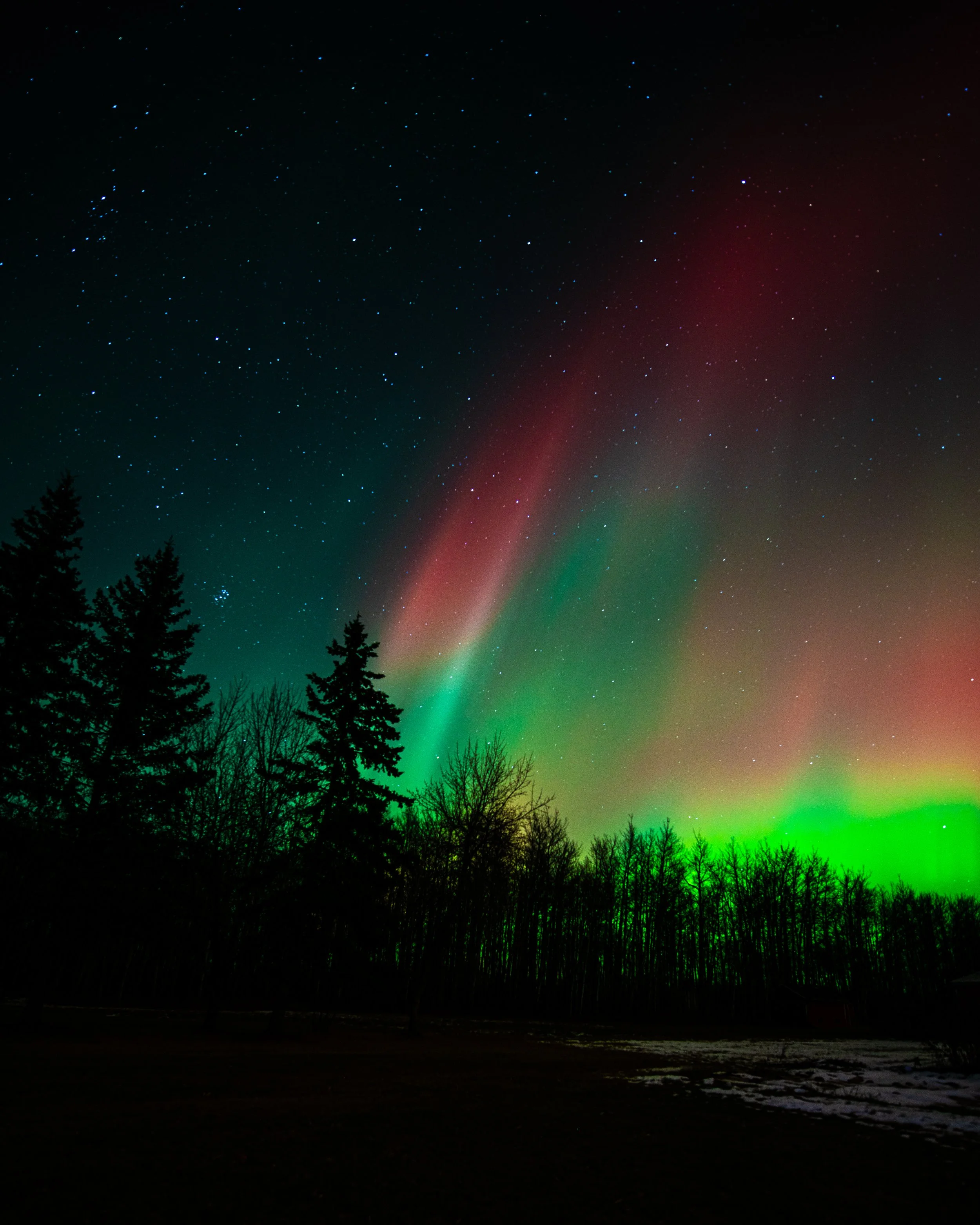Northern lights in the night sky above a forest with tall trees.