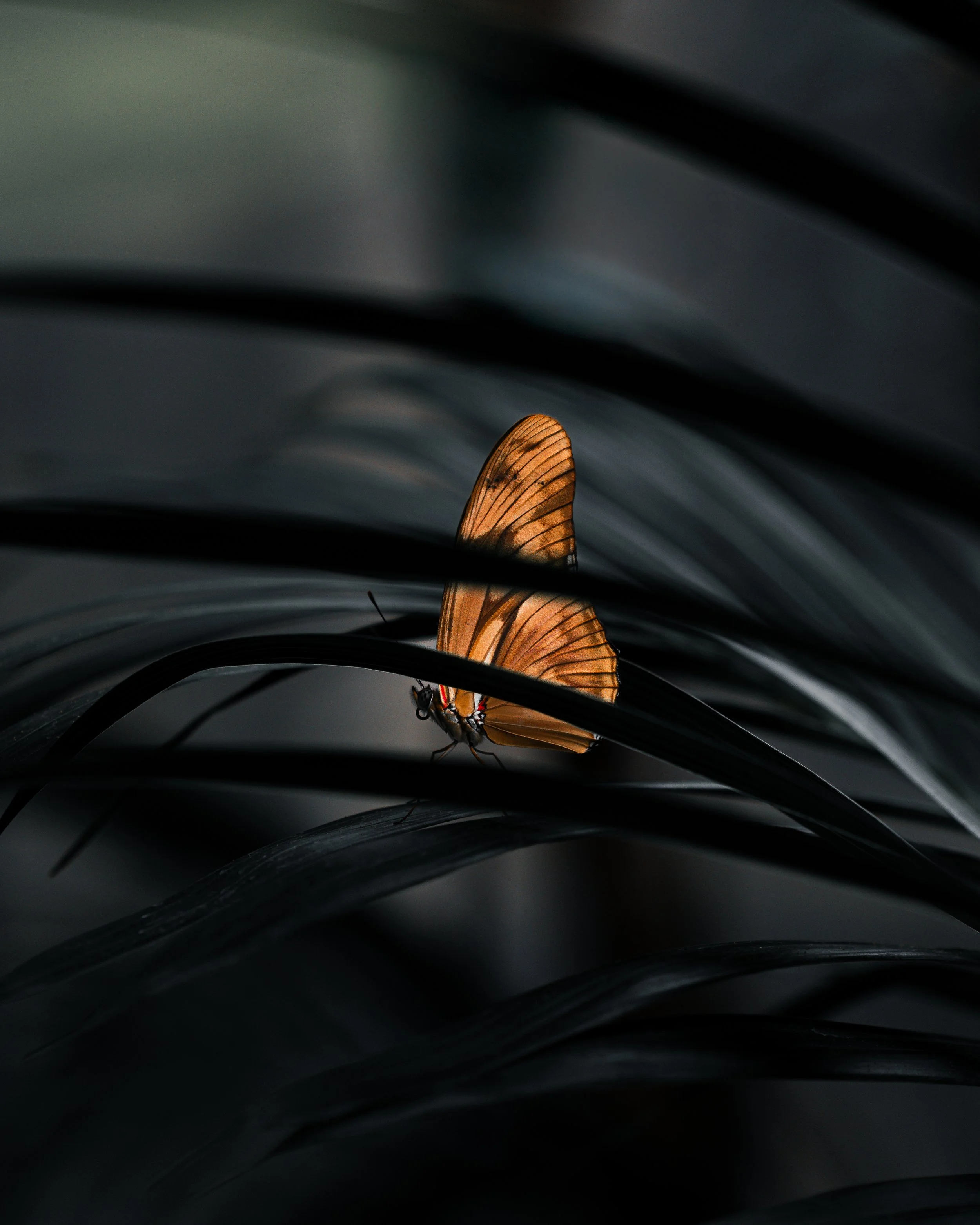 A close-up of an orange butterfly perched on dark green leaves, with a dark background.