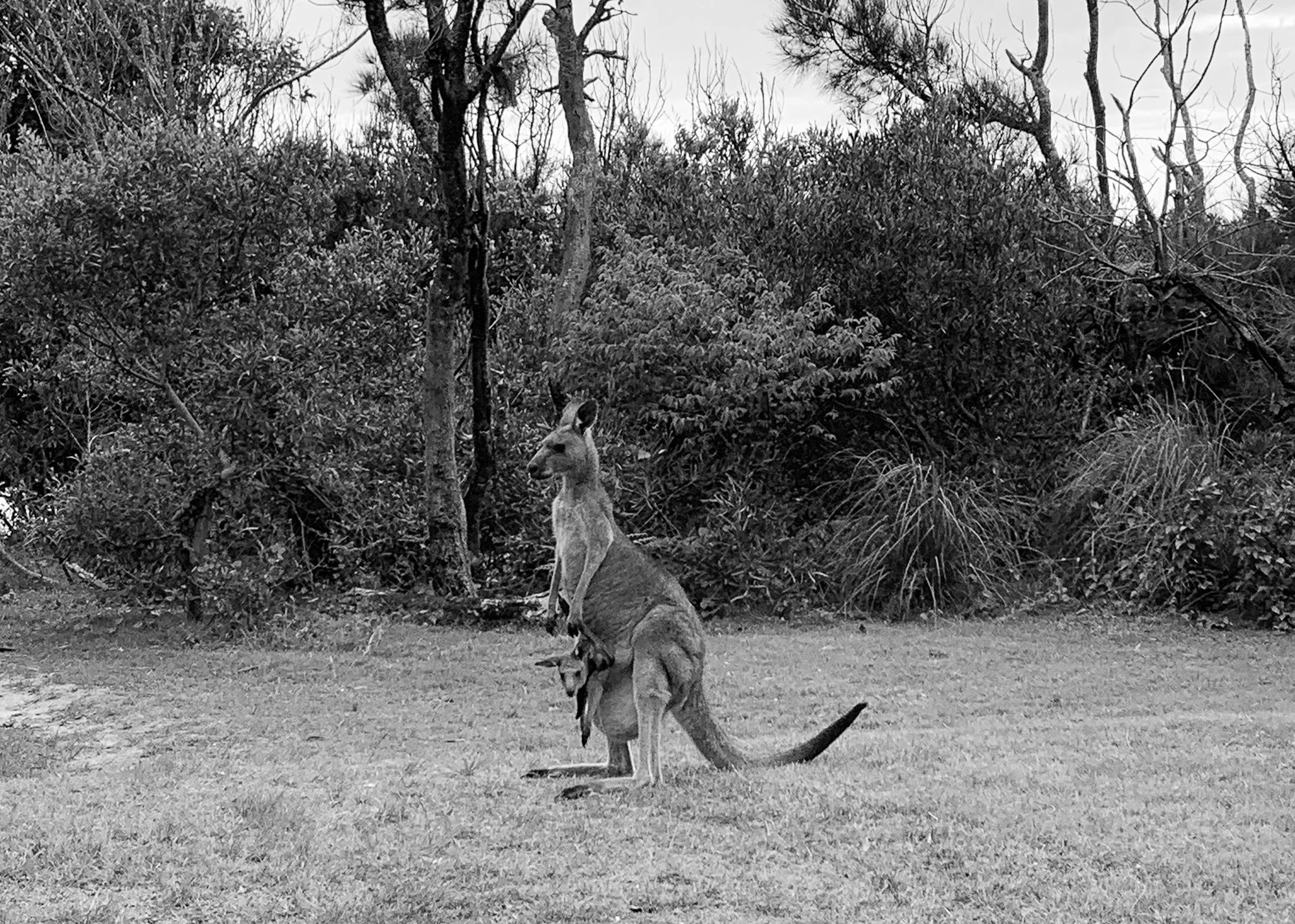 Cattai National Park