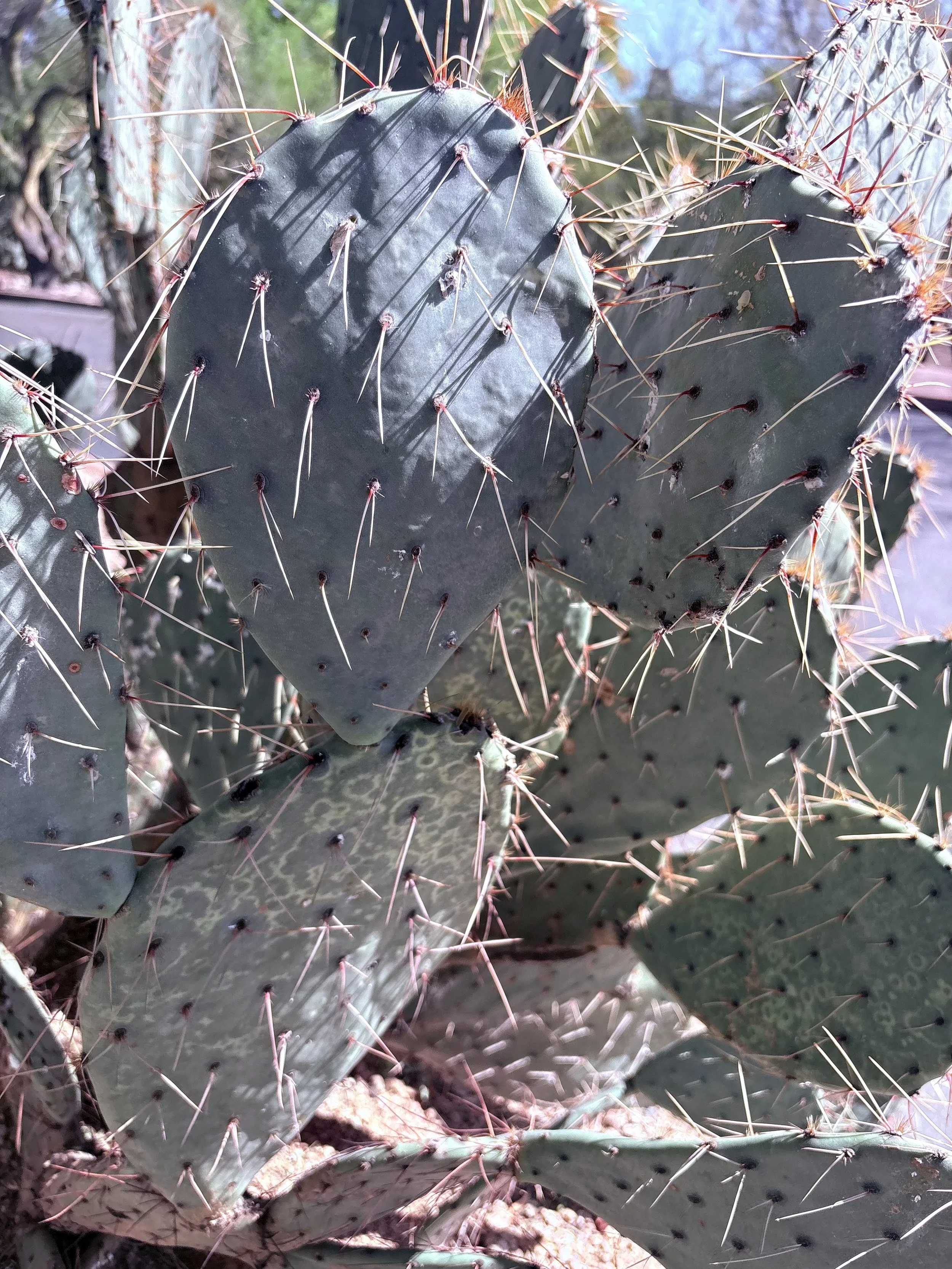 Close-up of a cactus with green pads and numerous sharp, long spines.
