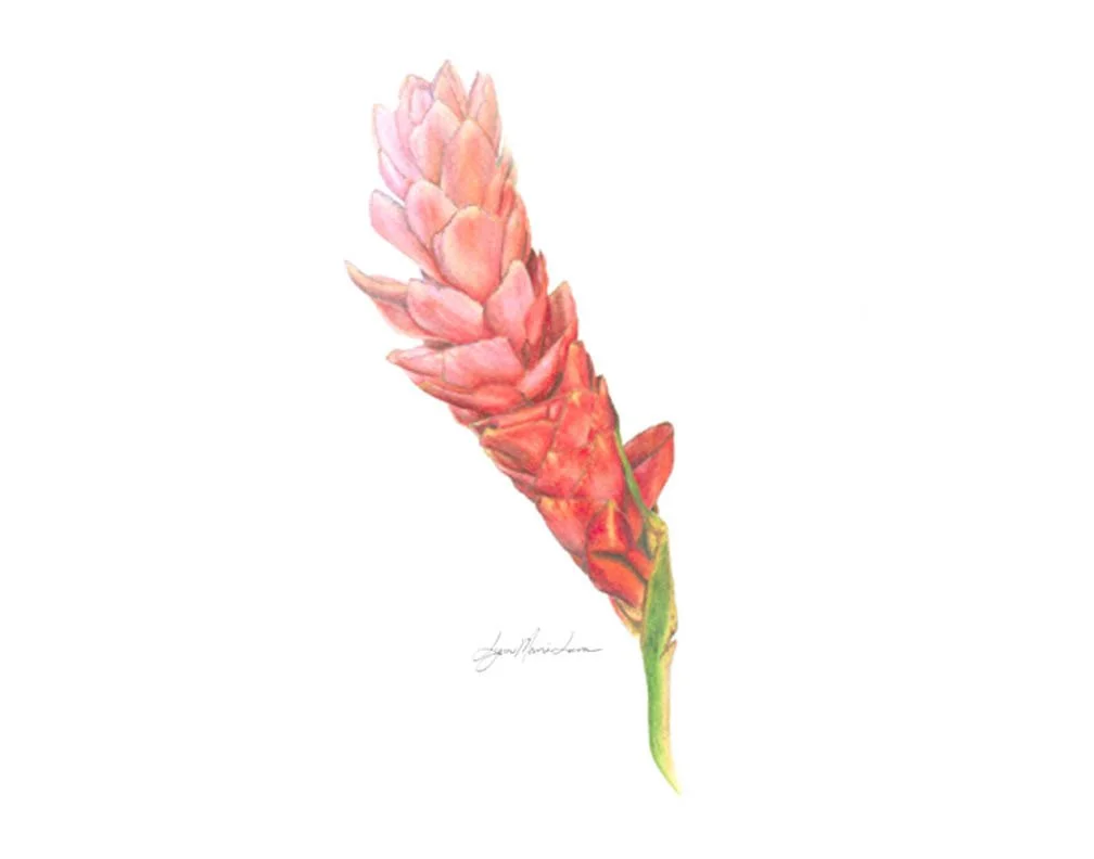 Pink Ginger