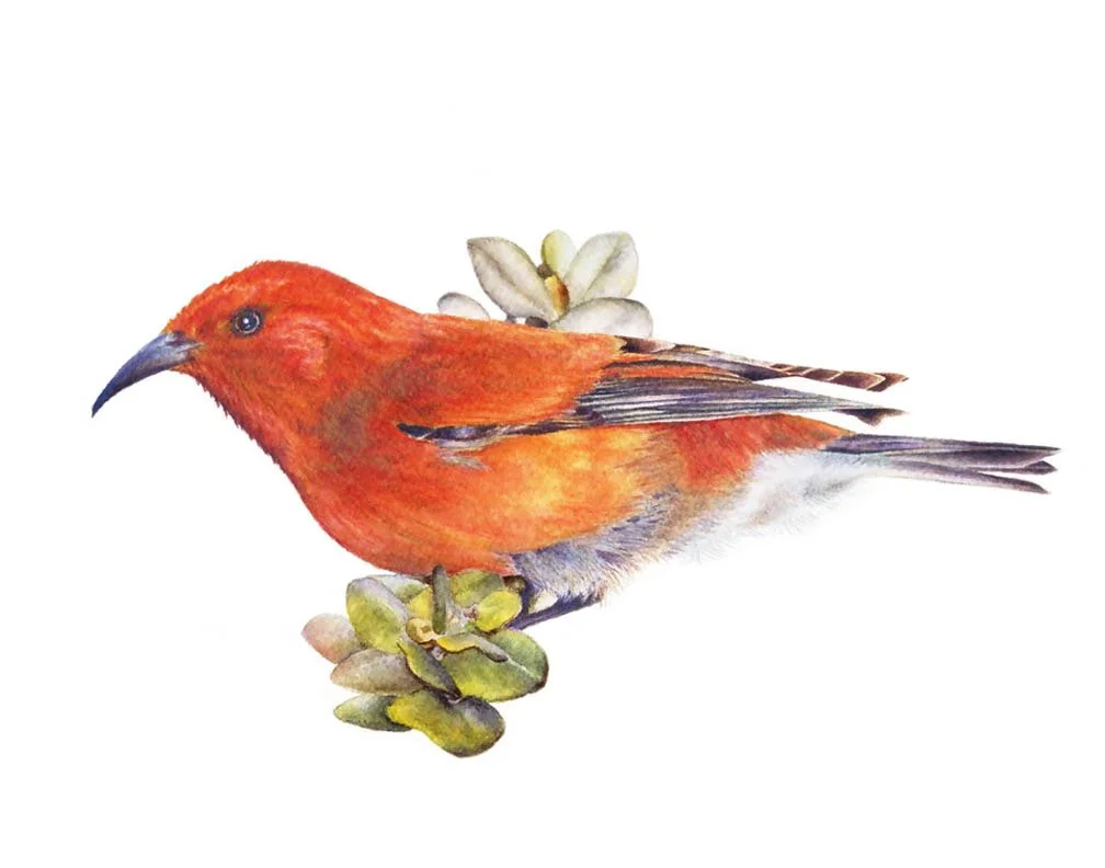 Hawaiian Apapane