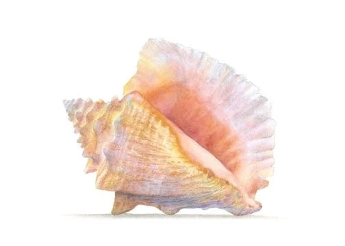 Conch Shell