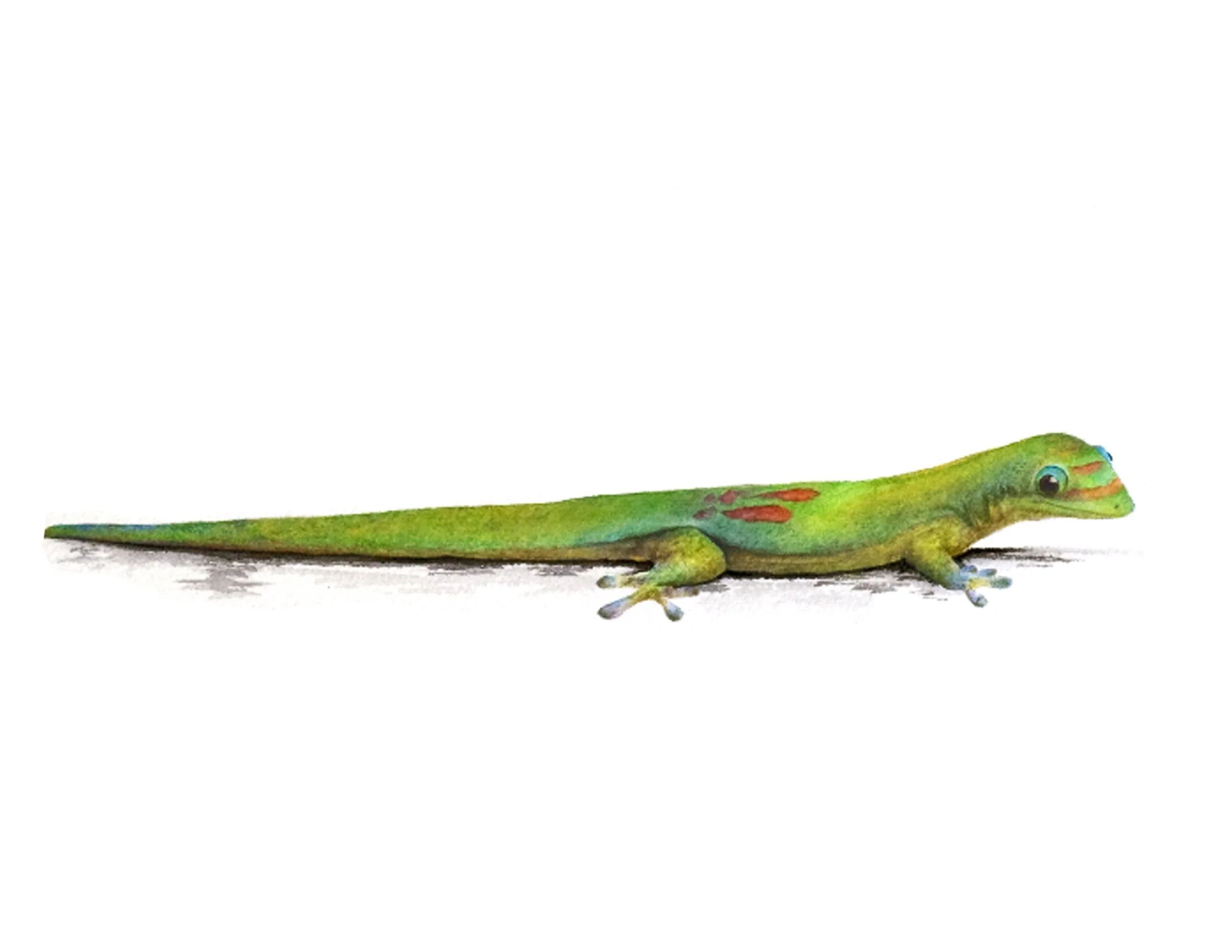 Madagascar Gecko