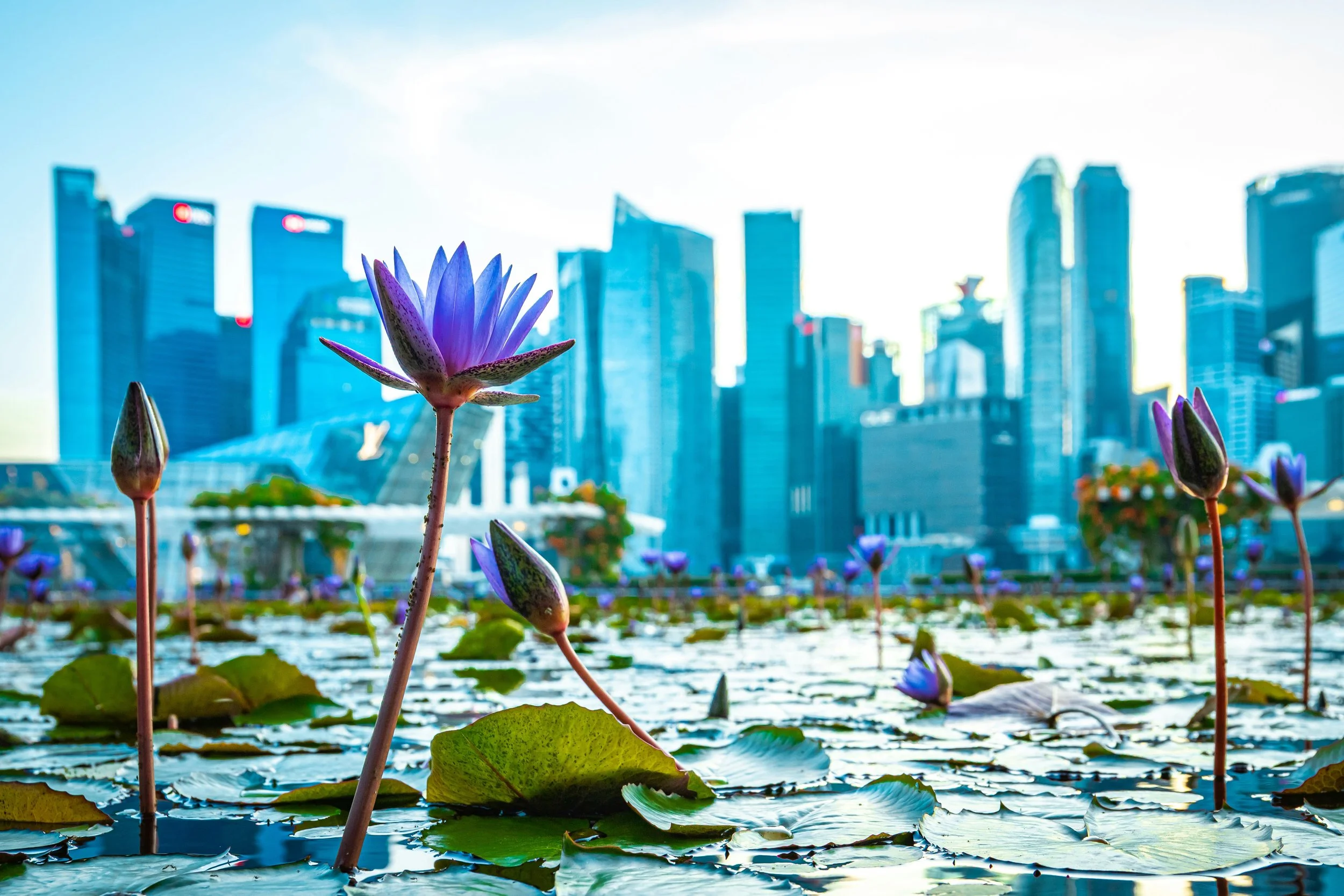 Purple water lilies and lily pads floating on a pond with a city skyline in the background.