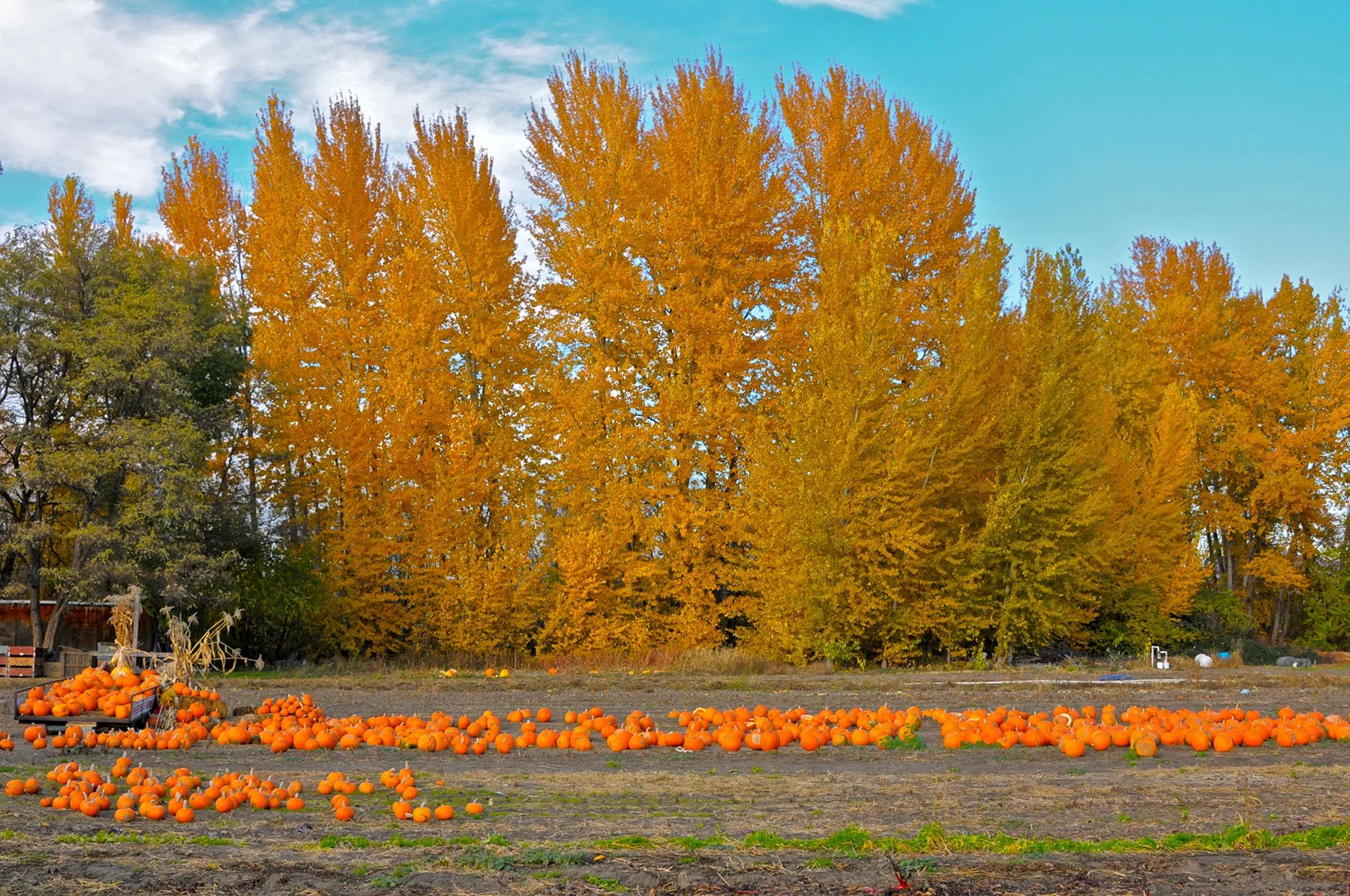 5 Things to Do This Fall in Kelowna