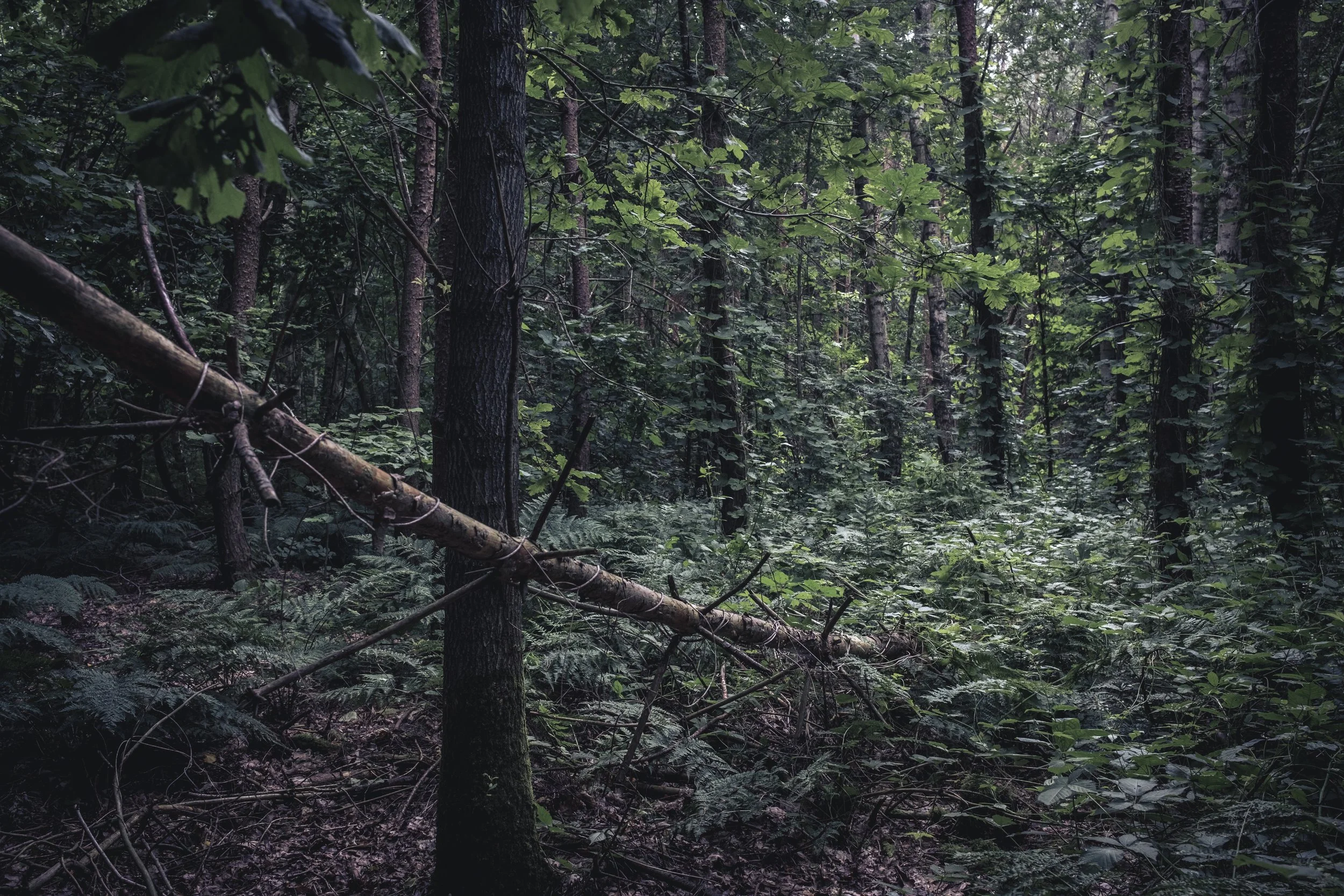 Dicht bewachsene Waldszene mit Bäumen, Zweigen und Unterholz, wenig Licht
