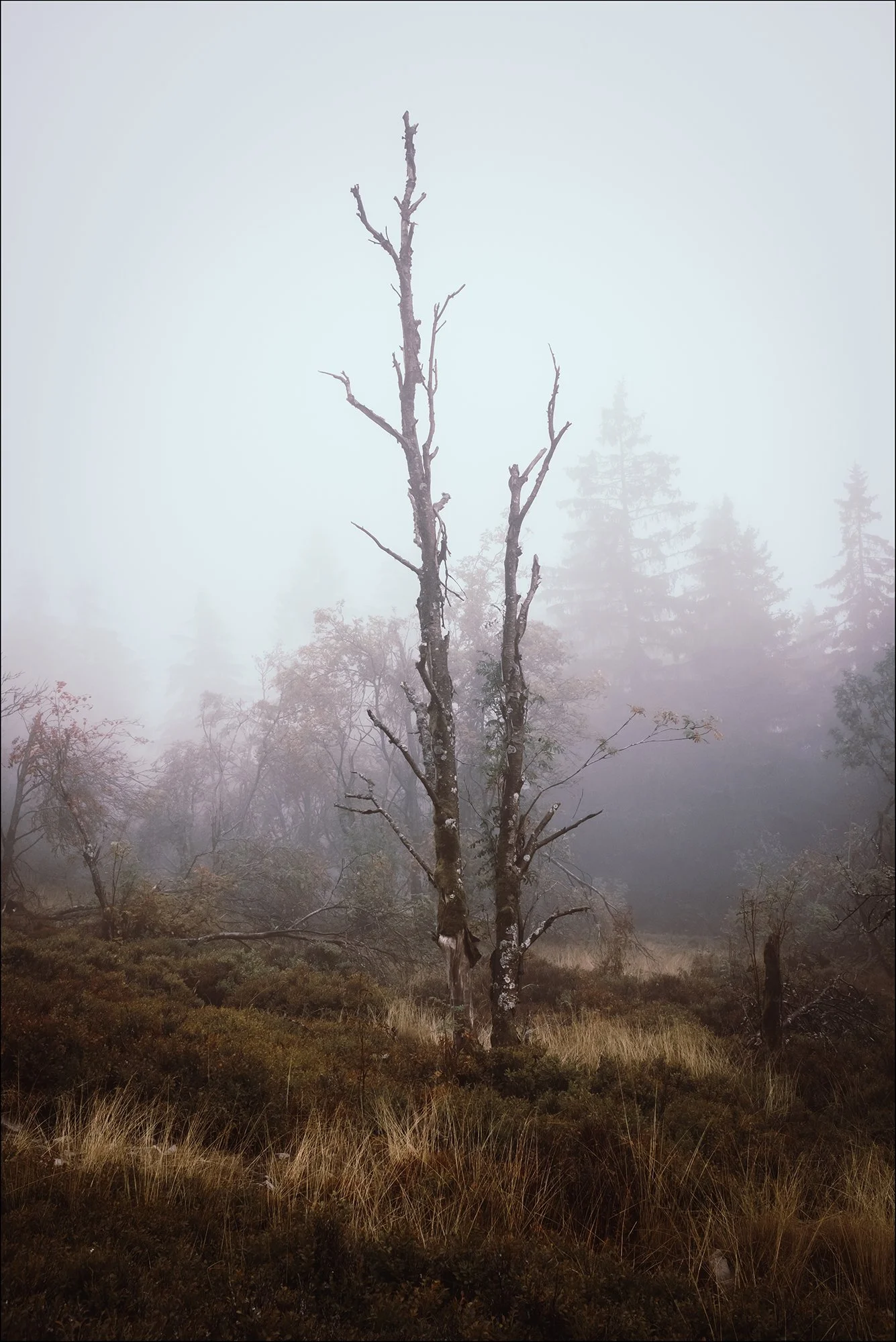 Ein einzelner, kahle Baum in einem nebelverhangenen Wald mit Tannen im Hintergrund.