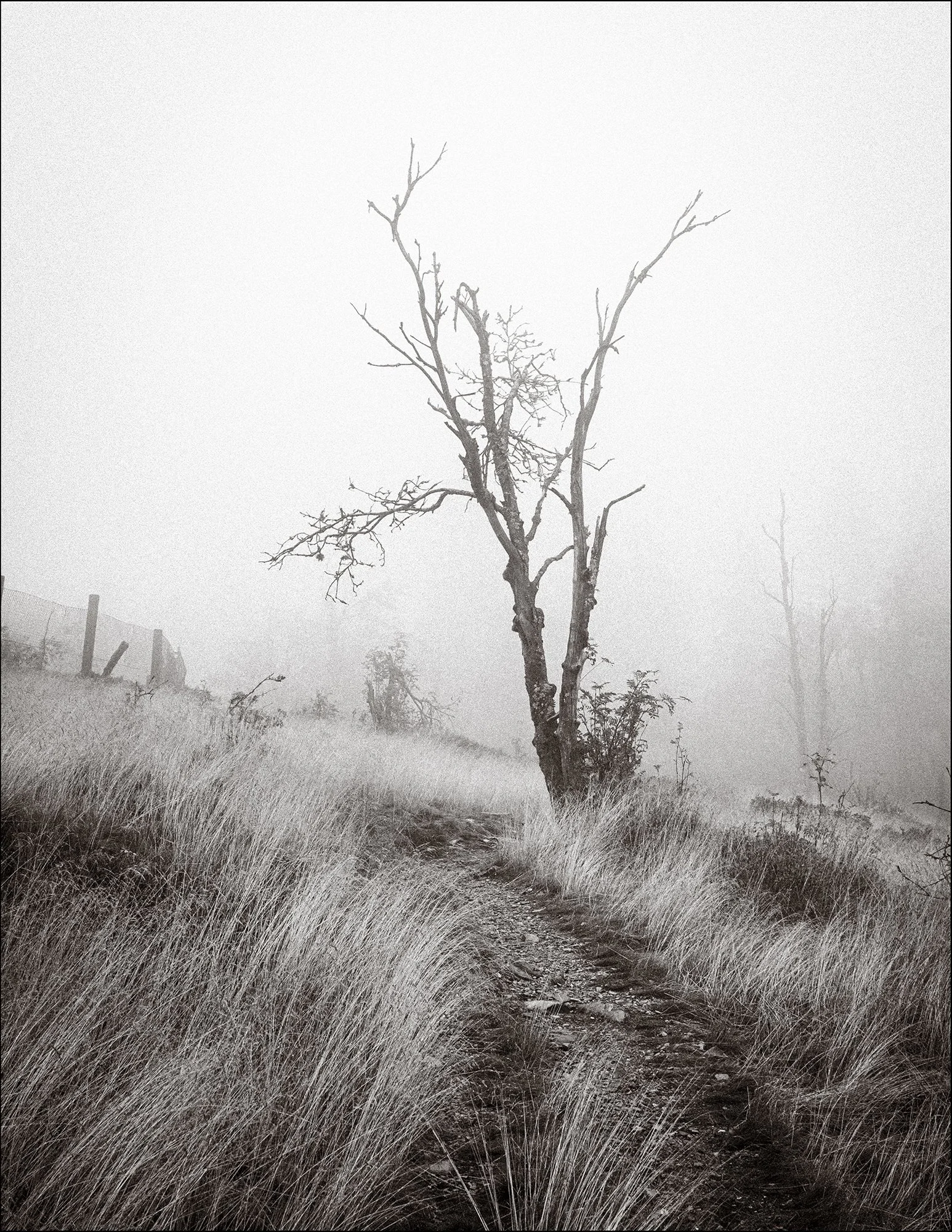 Ein einsamer, kahle Baum steht an einem rauen Weg in einem nebelverhangenen, wilden Naturgebiet.
