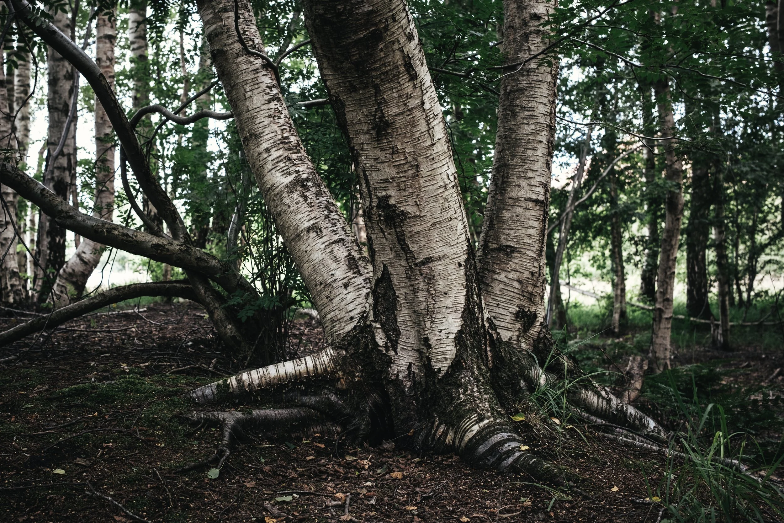 Ein Baum mit weißen Rinde in einem Wald mit weiteren Bäumen im Hintergrund.