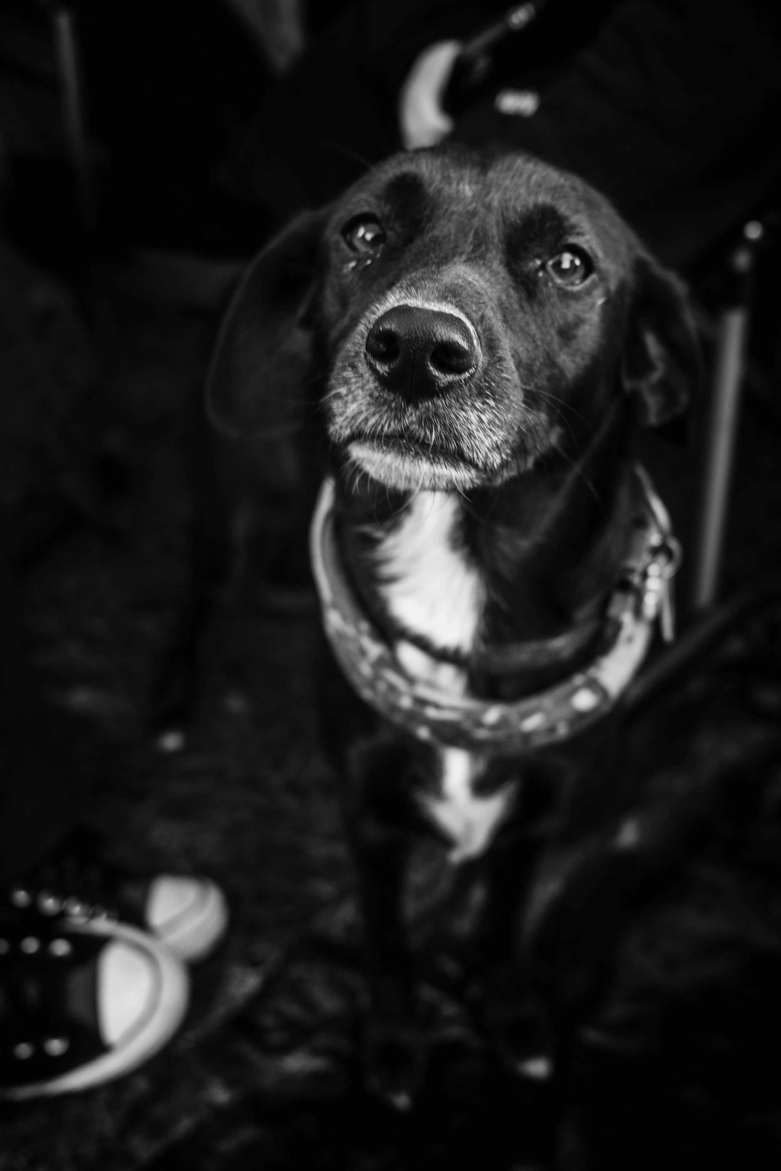 Schwarzer Hund mit weißen Abzeichen auf der Brust, trägt ein Halsband mit Mustern, schaut in die Kamera, im Hintergrund unscharfe Schuhe und dunkle Umgebung.