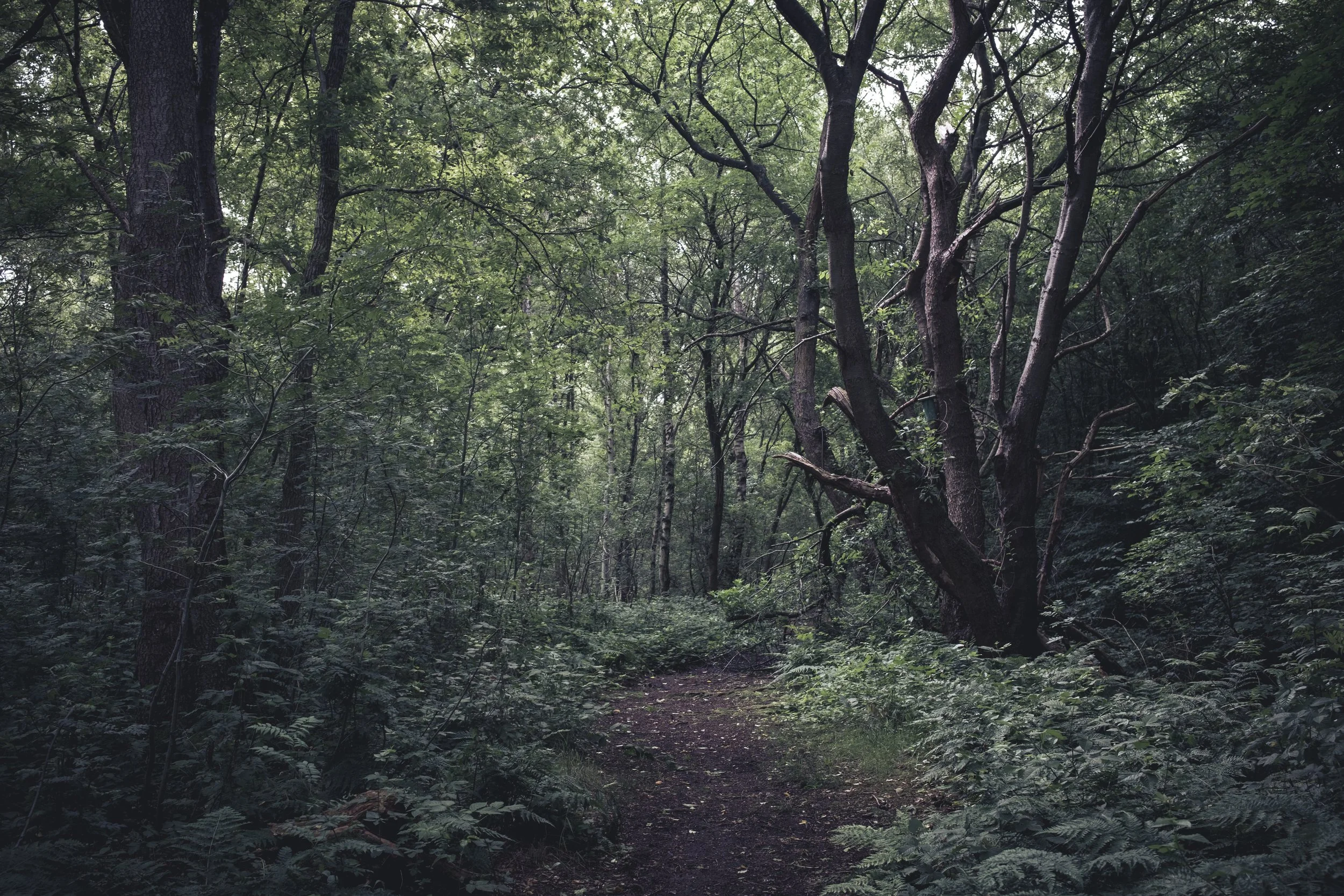 Ein schmaler Waldweg in einem dichten, grünen Wald mit hohen Bäumen und viel Pflanzenbewuchs auf den Seiten.