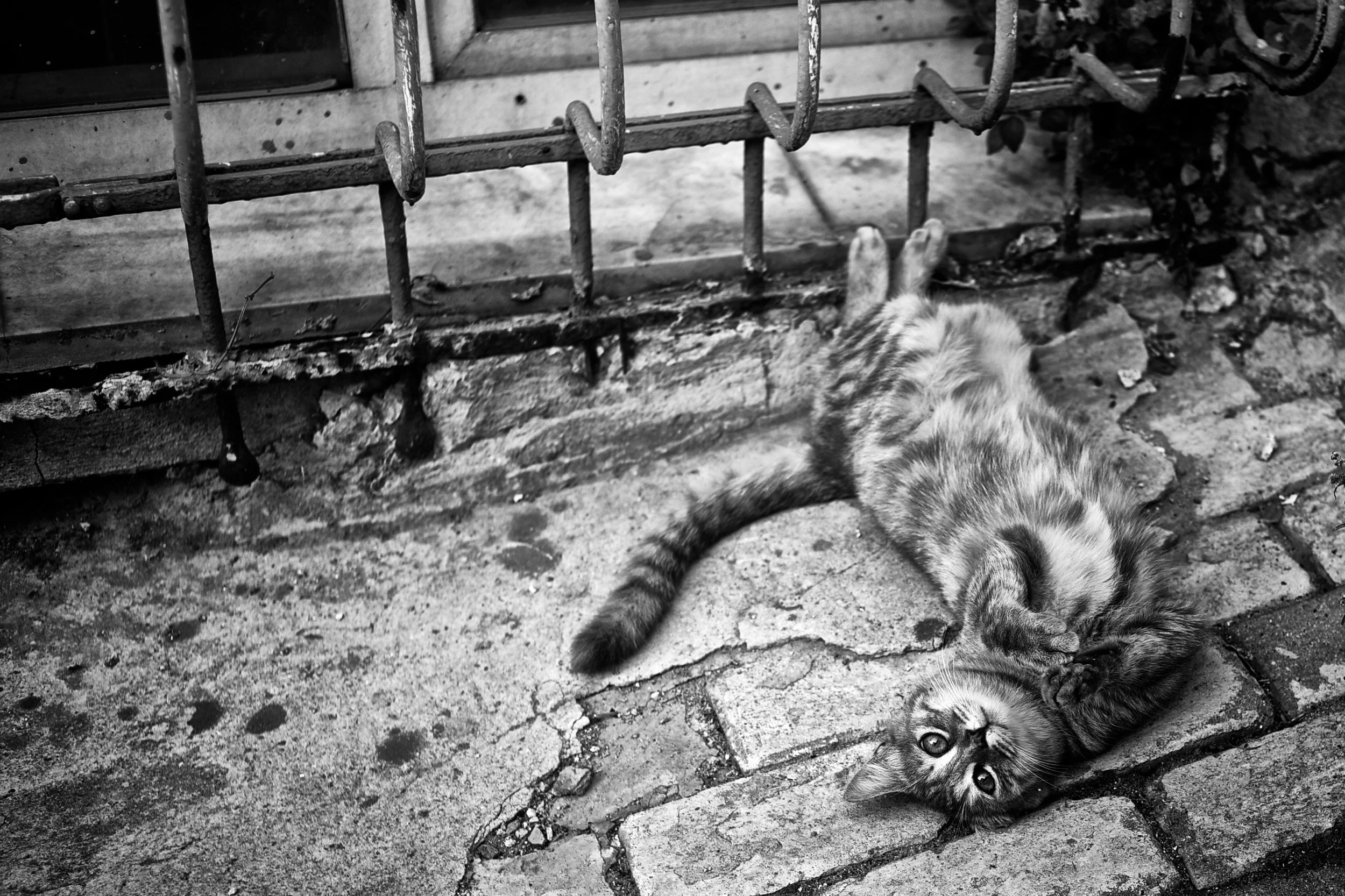 Eine streunende Katze liegt auf Kopf, Rücken und Seite auf einem gepflasterten Boden. Sie liegt neben einem Metallgitter und einer Steinmauer, blickt direkt in die Kamera.