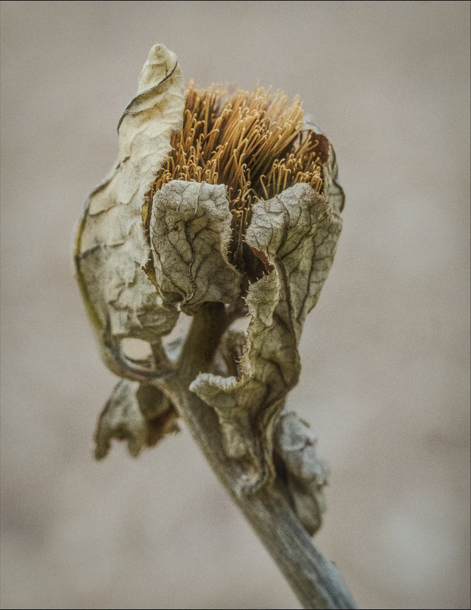 DSCF6203.jpg