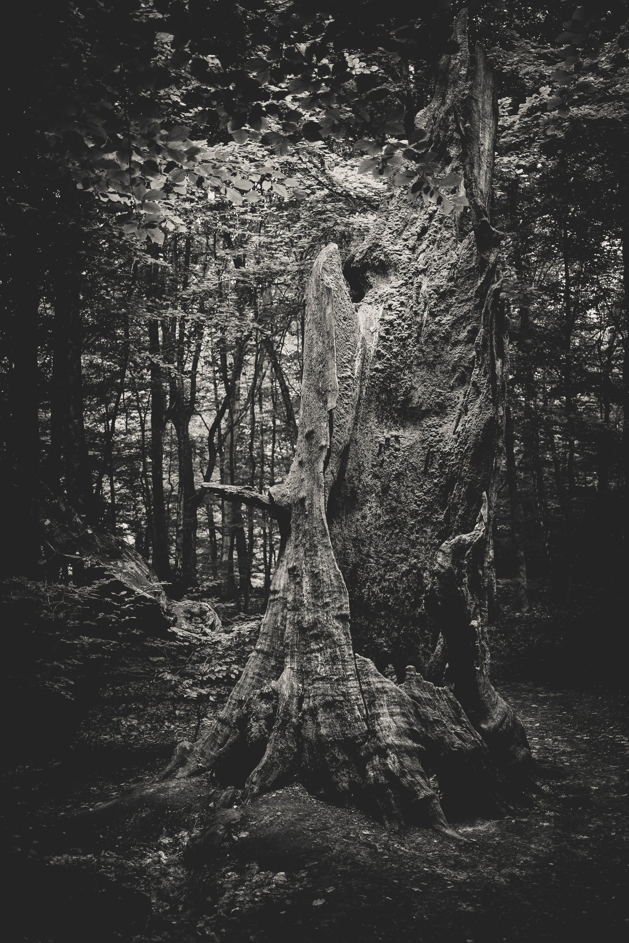 Schwarze und weiße Aufnahme eines alten Baumstumpfes im Wald mit umgebenden Bäumen und Blättern.
