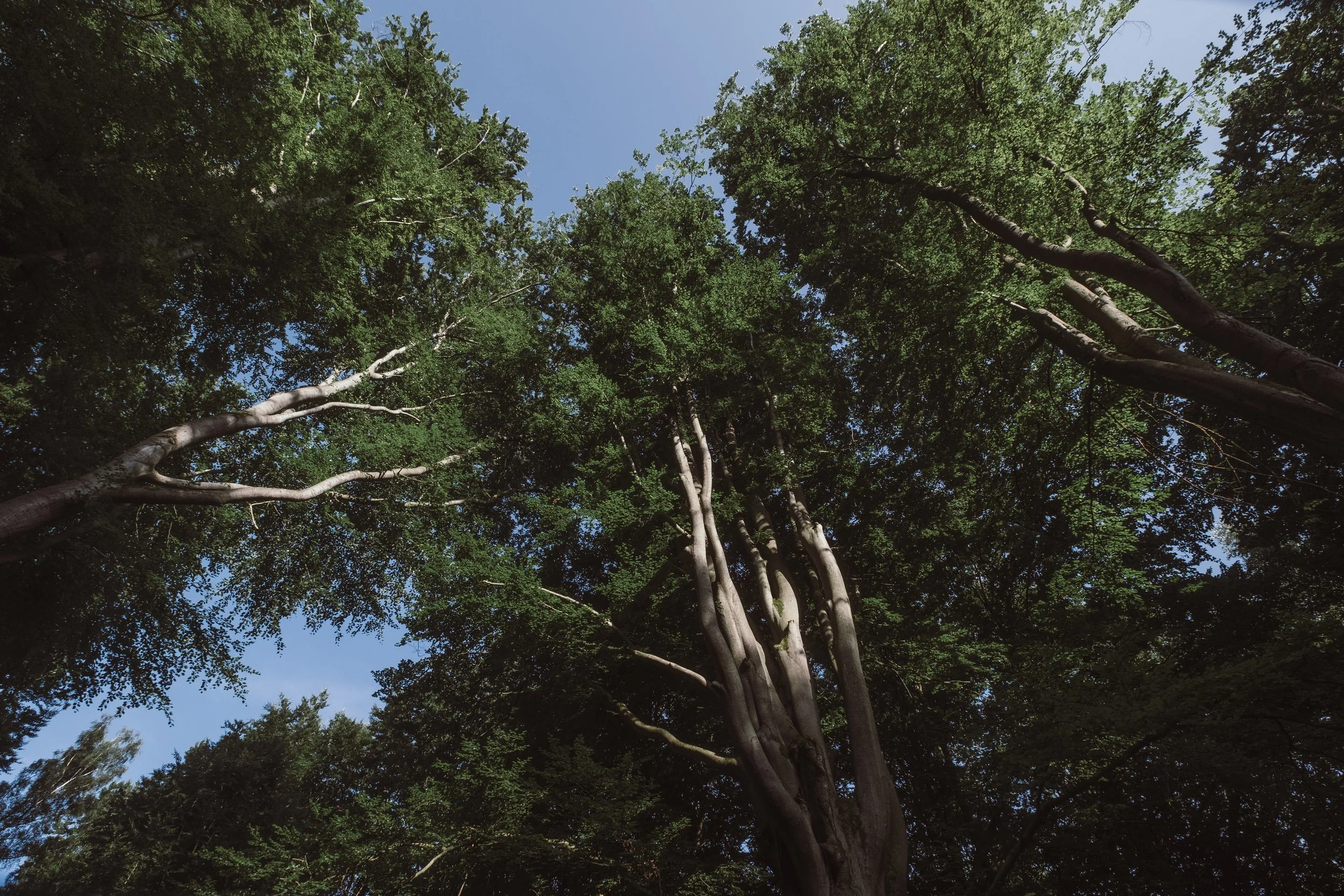 Blick nach oben auf große Bäume mit grünem Laub gegen blauen Himmel