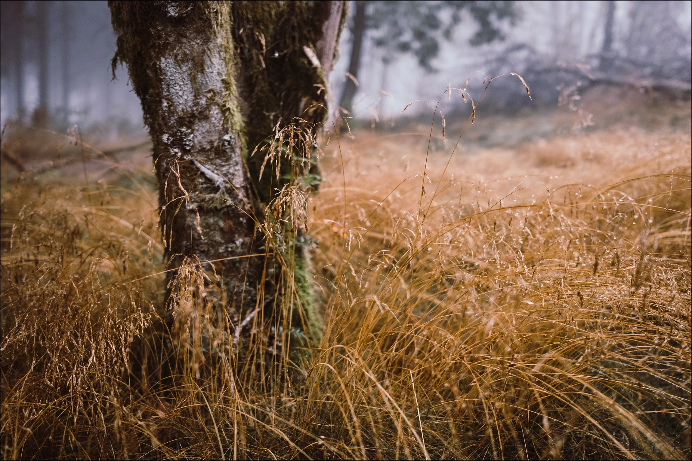 Nackter Baumstamm im feuchten, nebligen Wald mit trockenen Gräsern im Vordergrund.