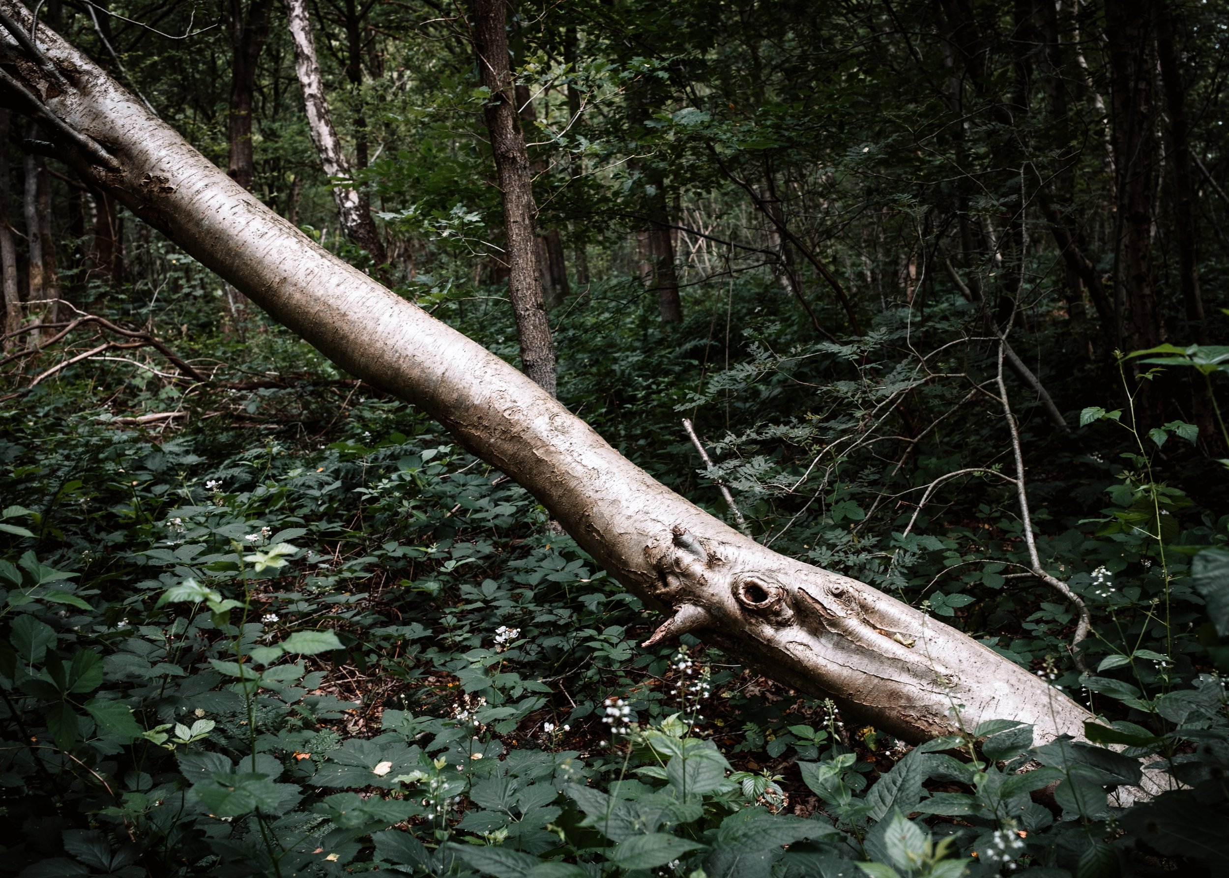 Ein umgestürzter Baum im Wald, mit grünem Laub und Büschen im Hintergrund.