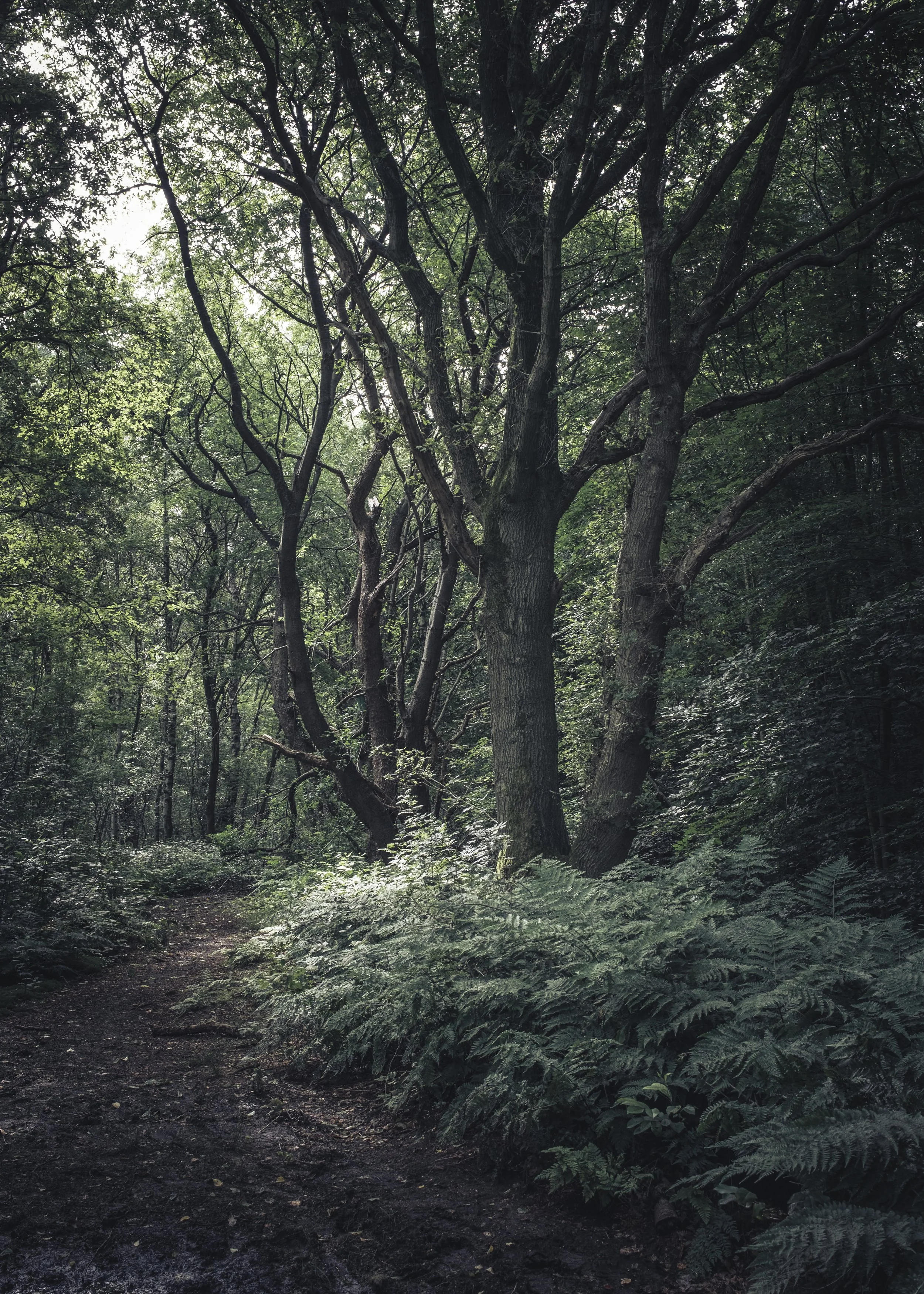 Dichter Waldweg mit großen Bäumen und üppigem Grün, Sonnenlicht filtert durch die Blätter.