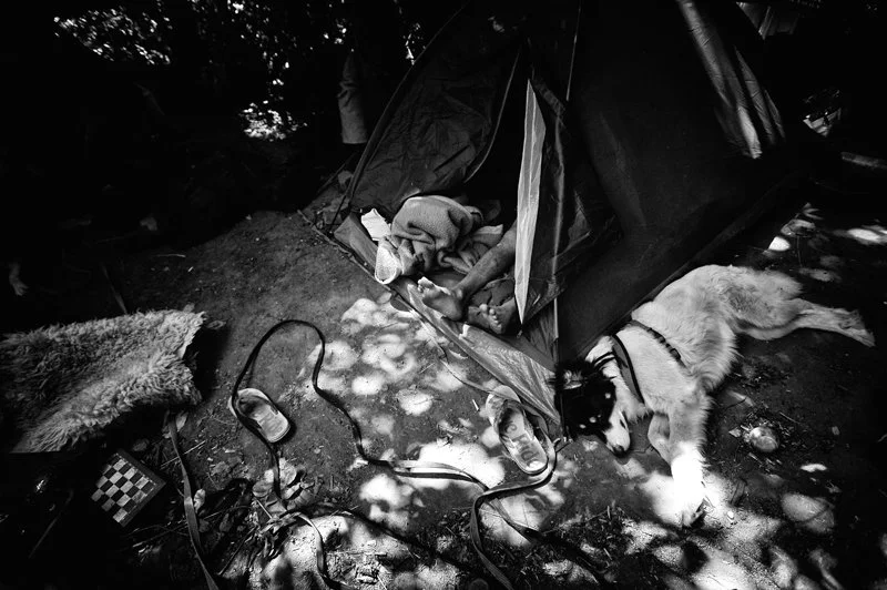 Ein Hund liegt draußen neben einem aufgebrochenen Zelt, umgeben von persönlichen Gegenständen und Schatten von Bäumen.