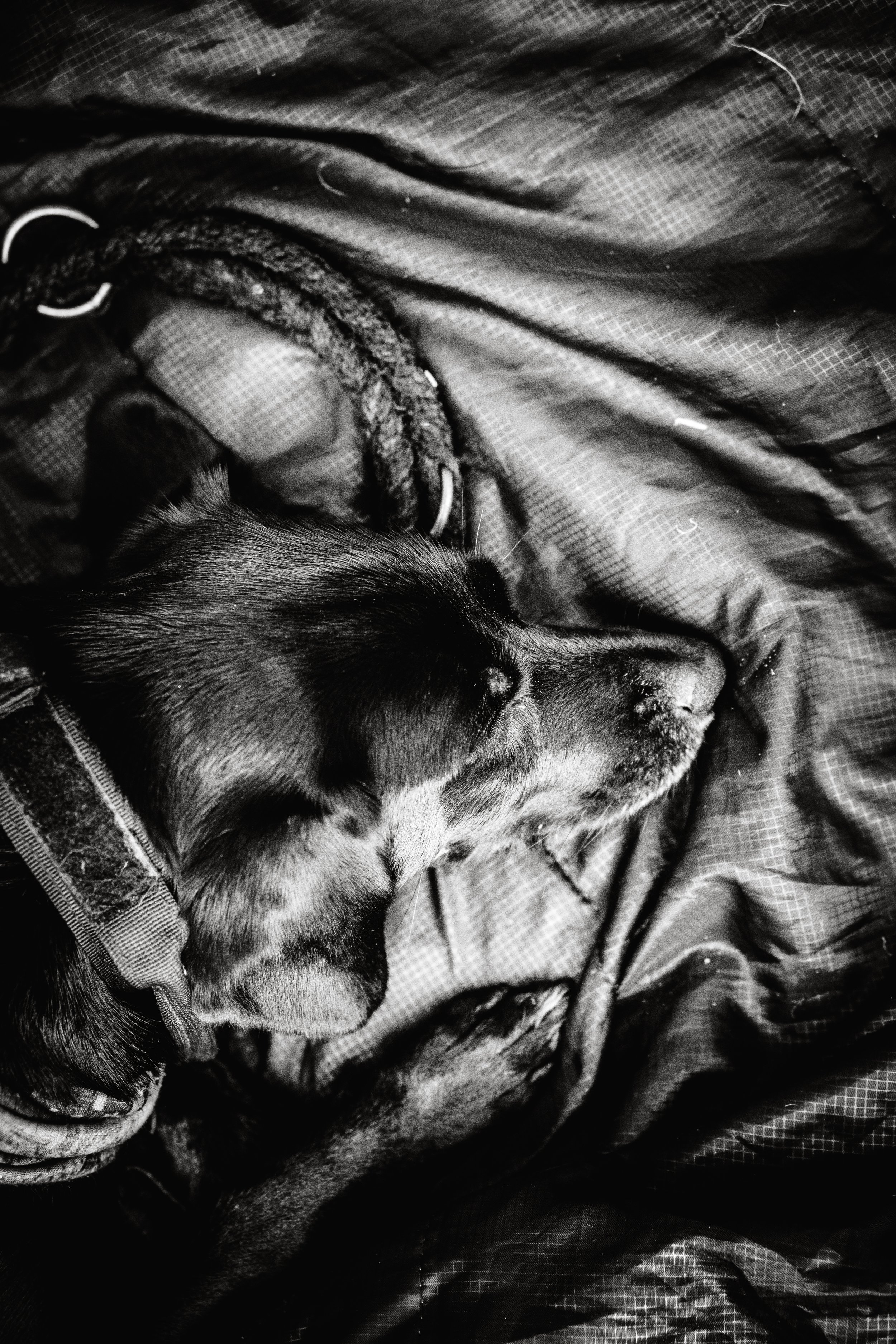 Ein Hund liegt schlafend auf einem glatten Stoff, schwarz-weiß aufgenommen.