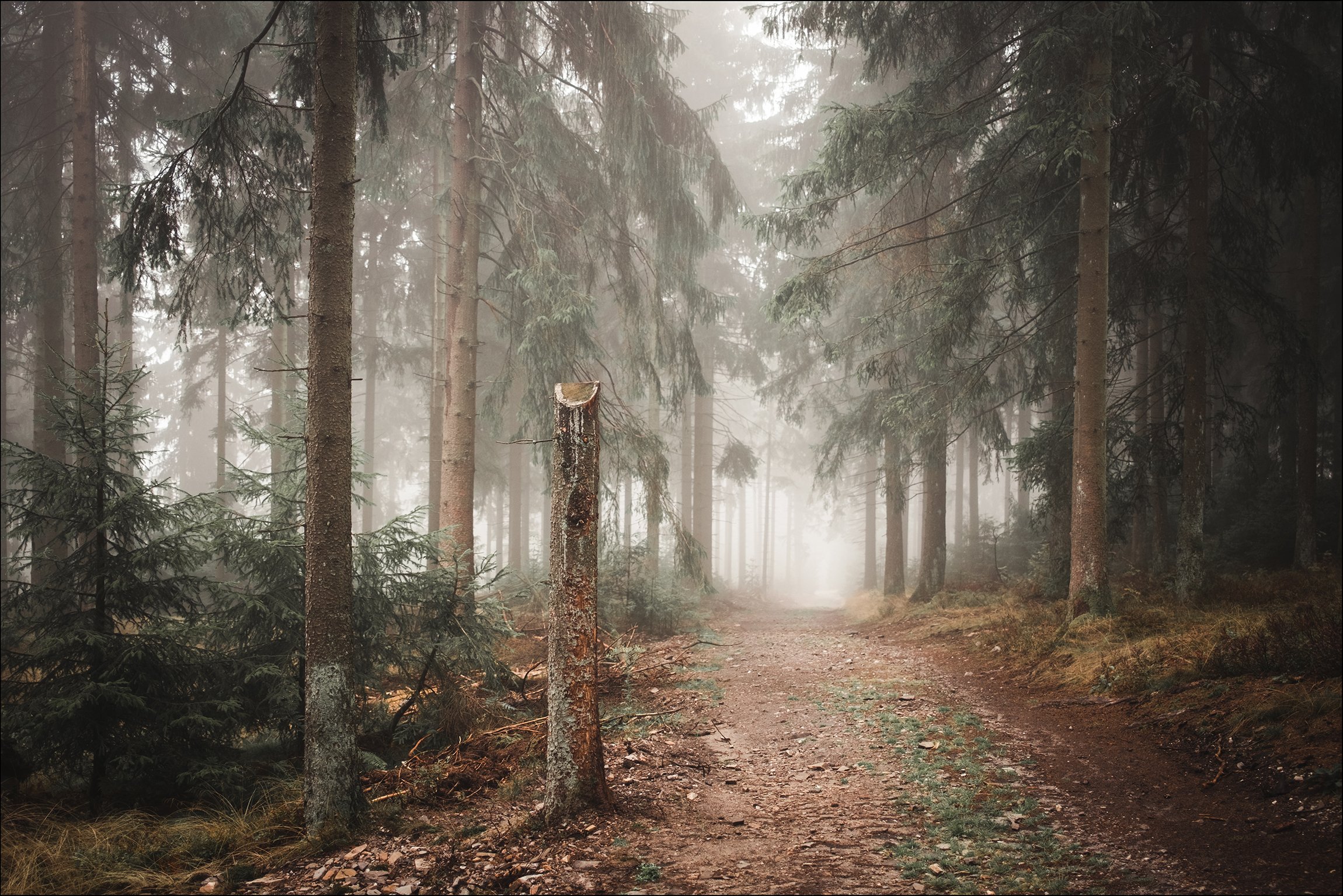 Wanderweg durch einen nebligen Wald mit hohen Tannenbäumen und Laub auf dem Boden.