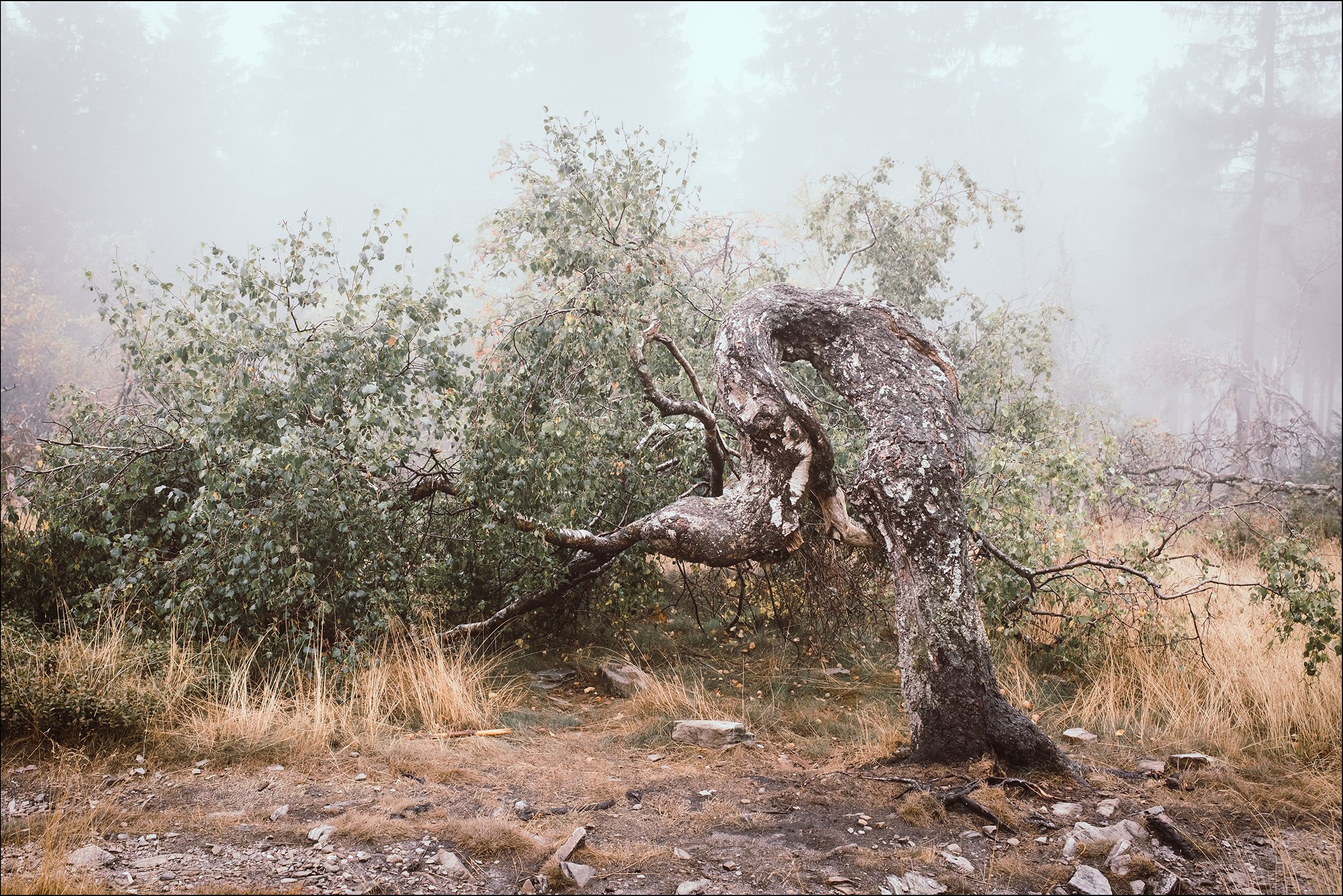 Verwachsener Baum im Nebelwäldchen mit grasbewachsenem Boden.