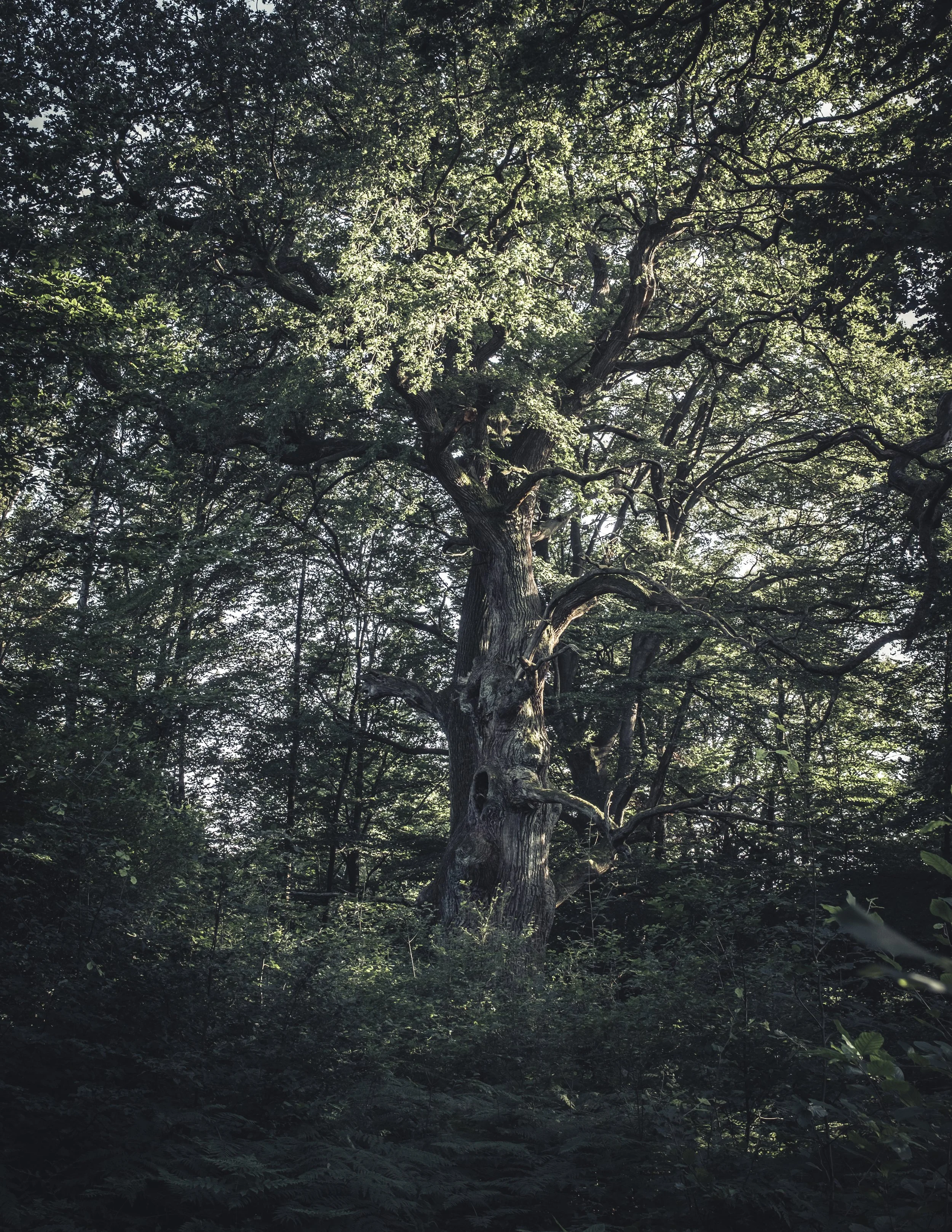Ein alter Baum mit dicken, verzweigten Ästen in einem dunklen Wald, Sonnenlicht fällt durch die Blätter.