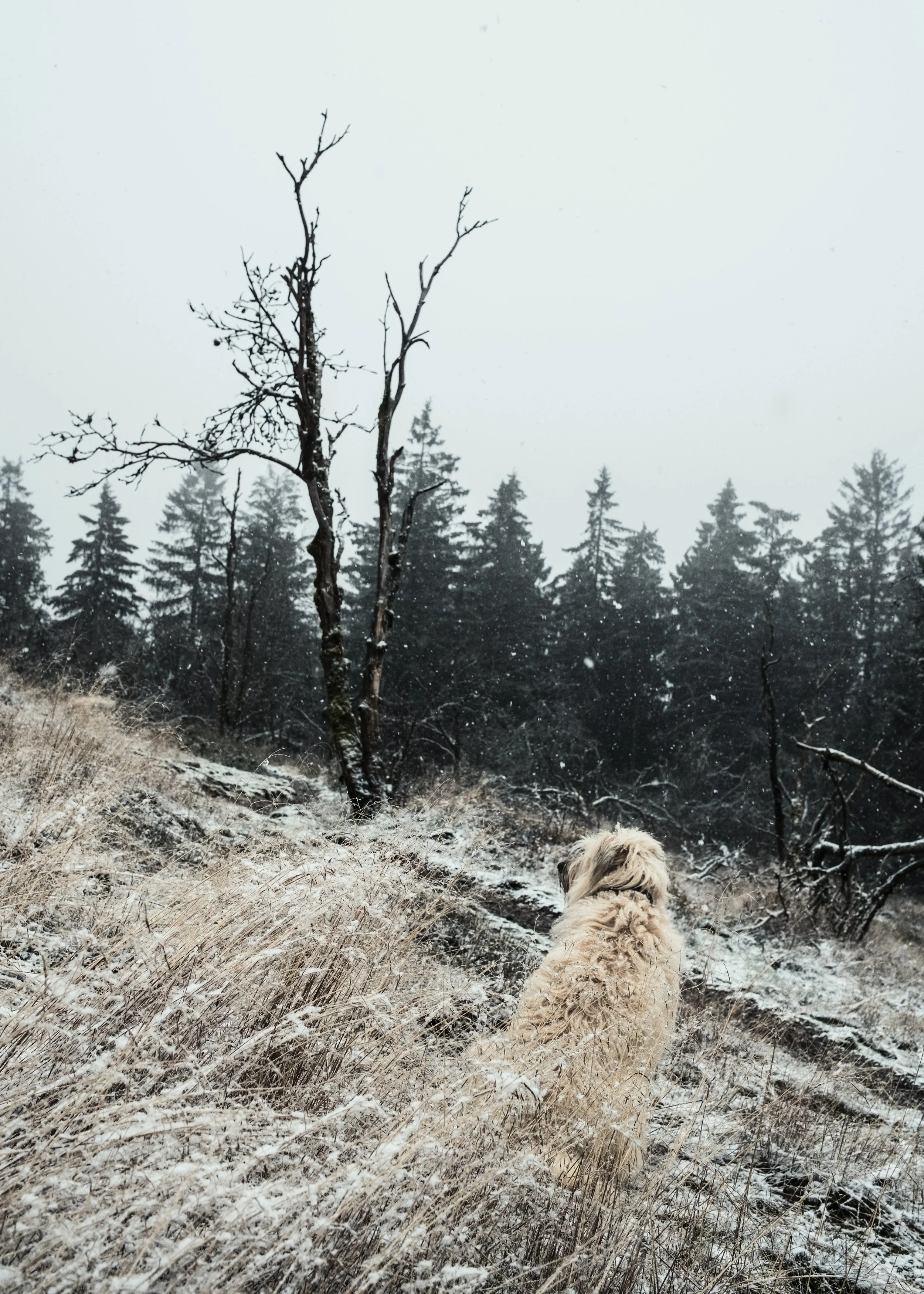 Ein Hund sitzt auf verschneitem Gras in einem winterlichen Wald mit kahlen Bäumen und Tannen im Hintergrund.