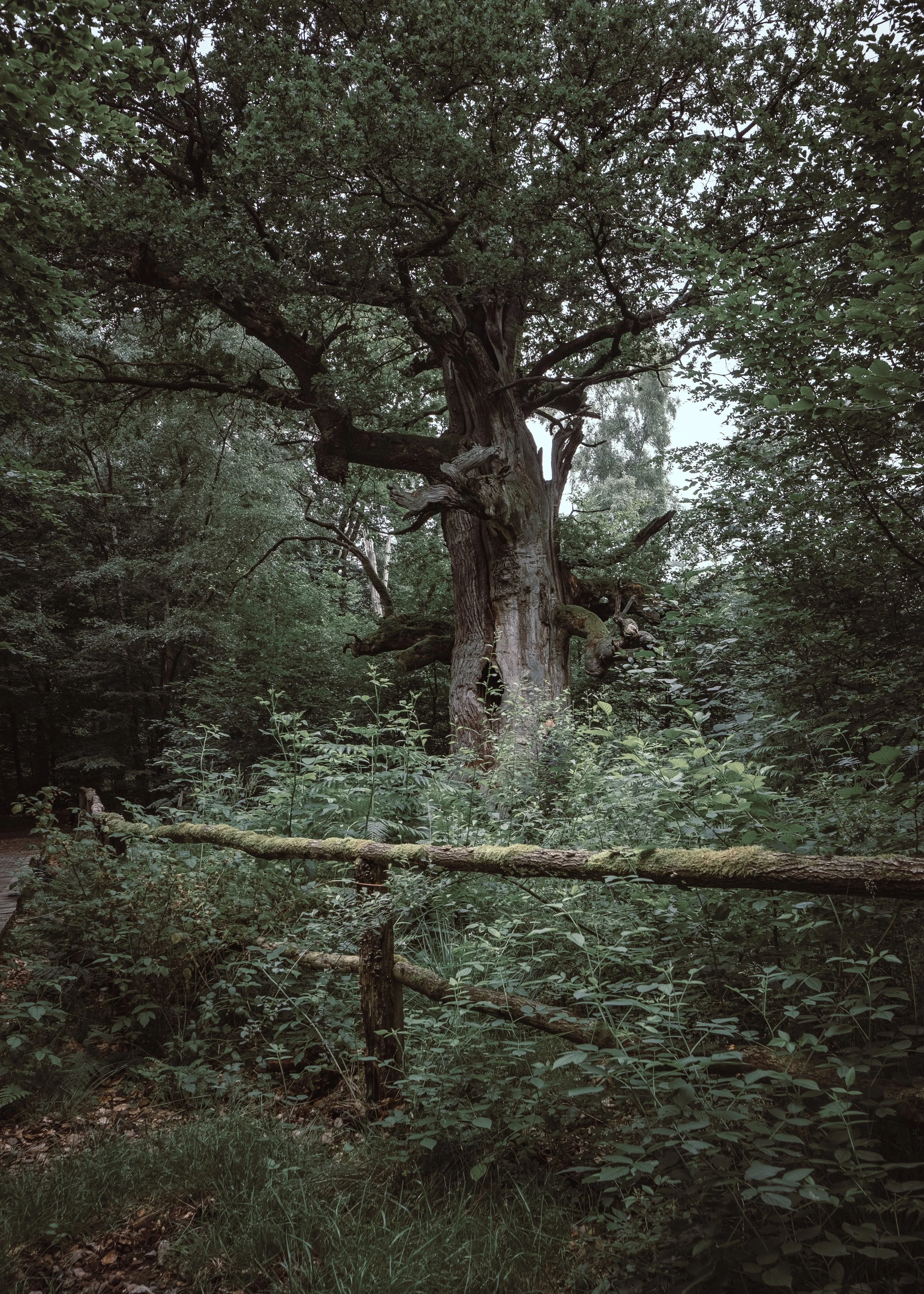 Ein alter, zerzauster Baum in einem Wald, umgeben von dichtem Grün und Pflanzen, mit einer natürlichen Holzbarriere im Vordergrund.