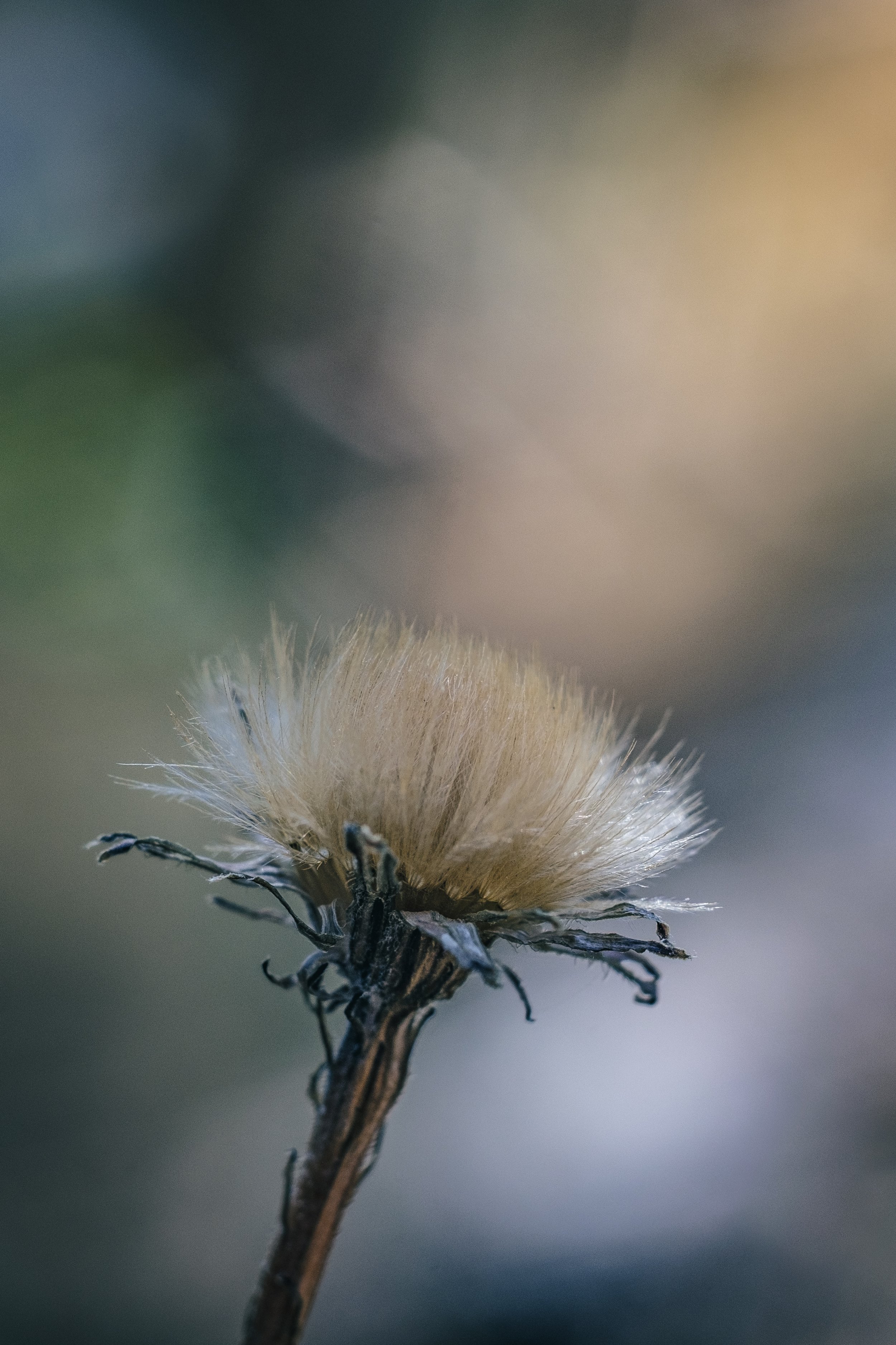 DSCF8244.jpg