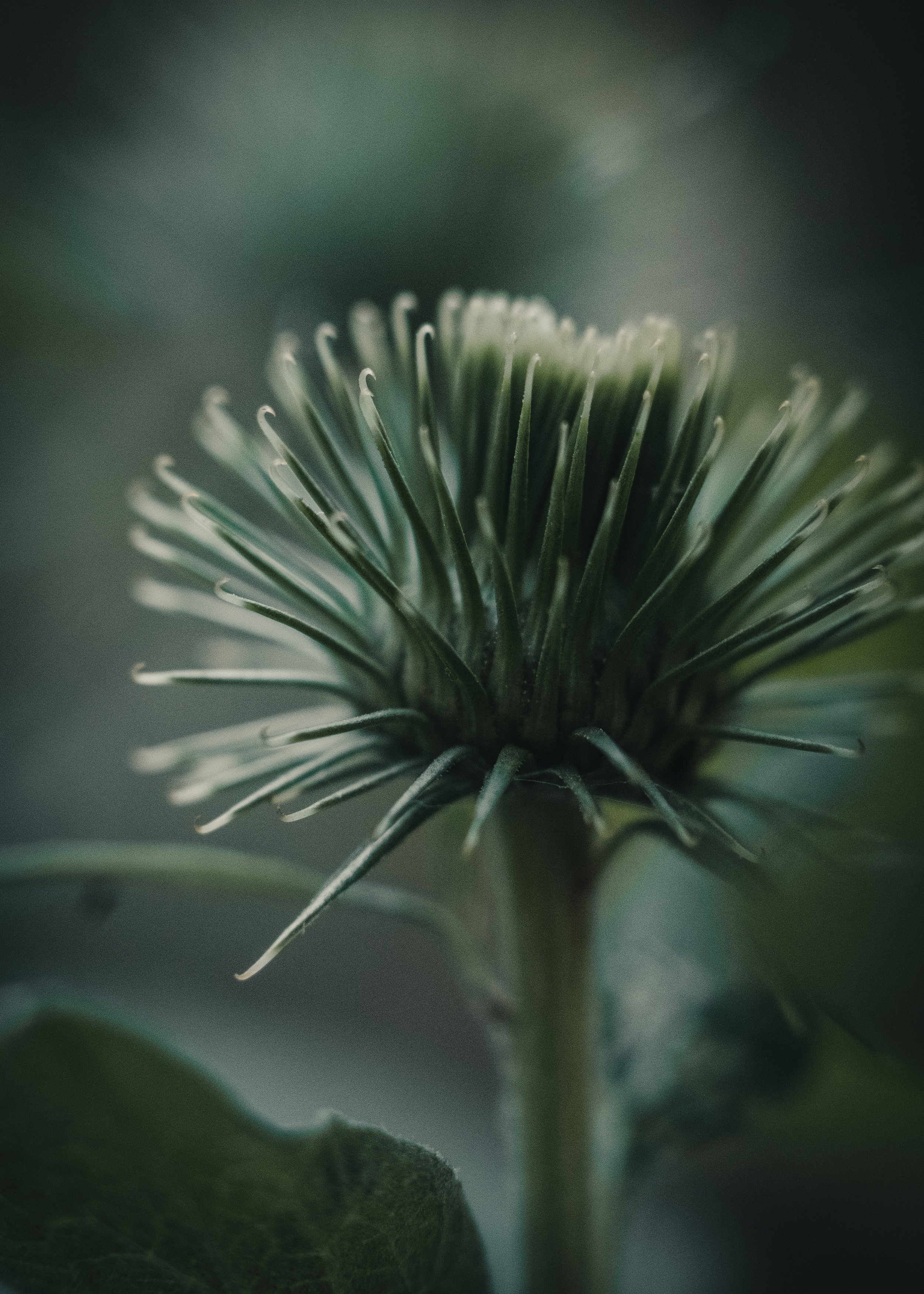 DSCF7029-2.jpg