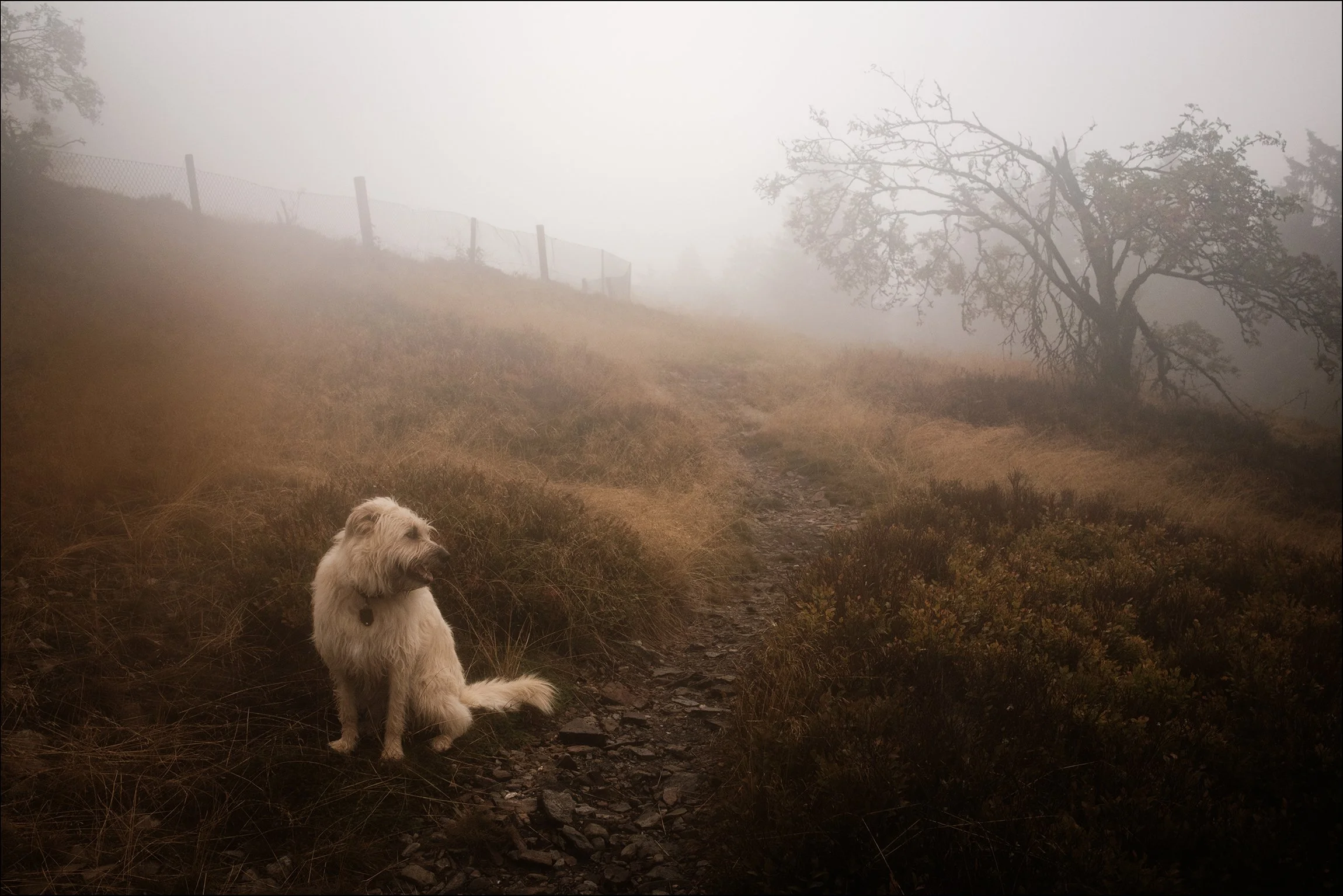 Ein Hund sitzt auf einem Weg in nebliger, bergiger Landschaft mit niedrigen Büschen und einem einzelnen Baum im Hintergrund.