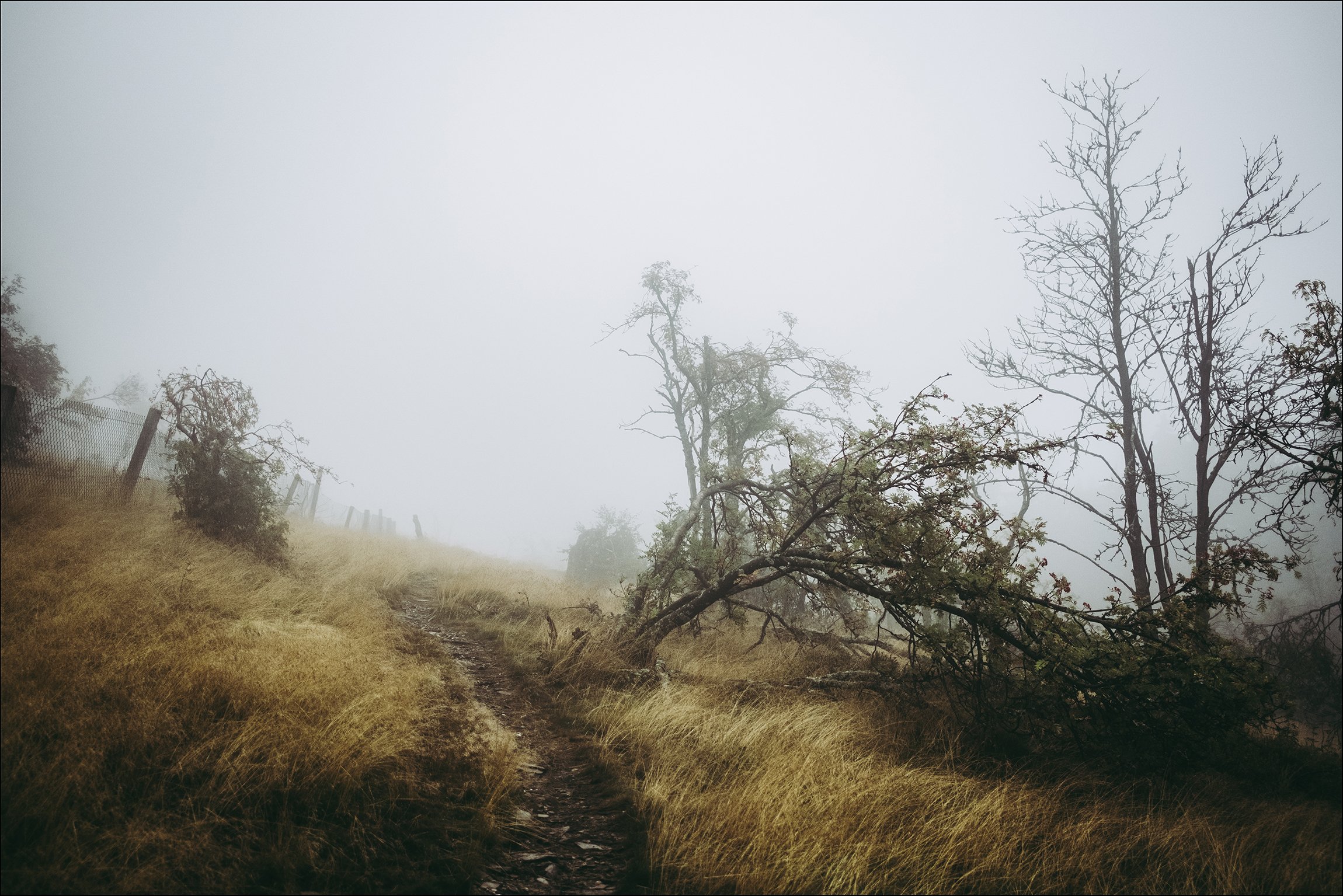 Ein nebliger Wanderweg durch dries Bäume, umgeben von trockenem Gras im Herbst.