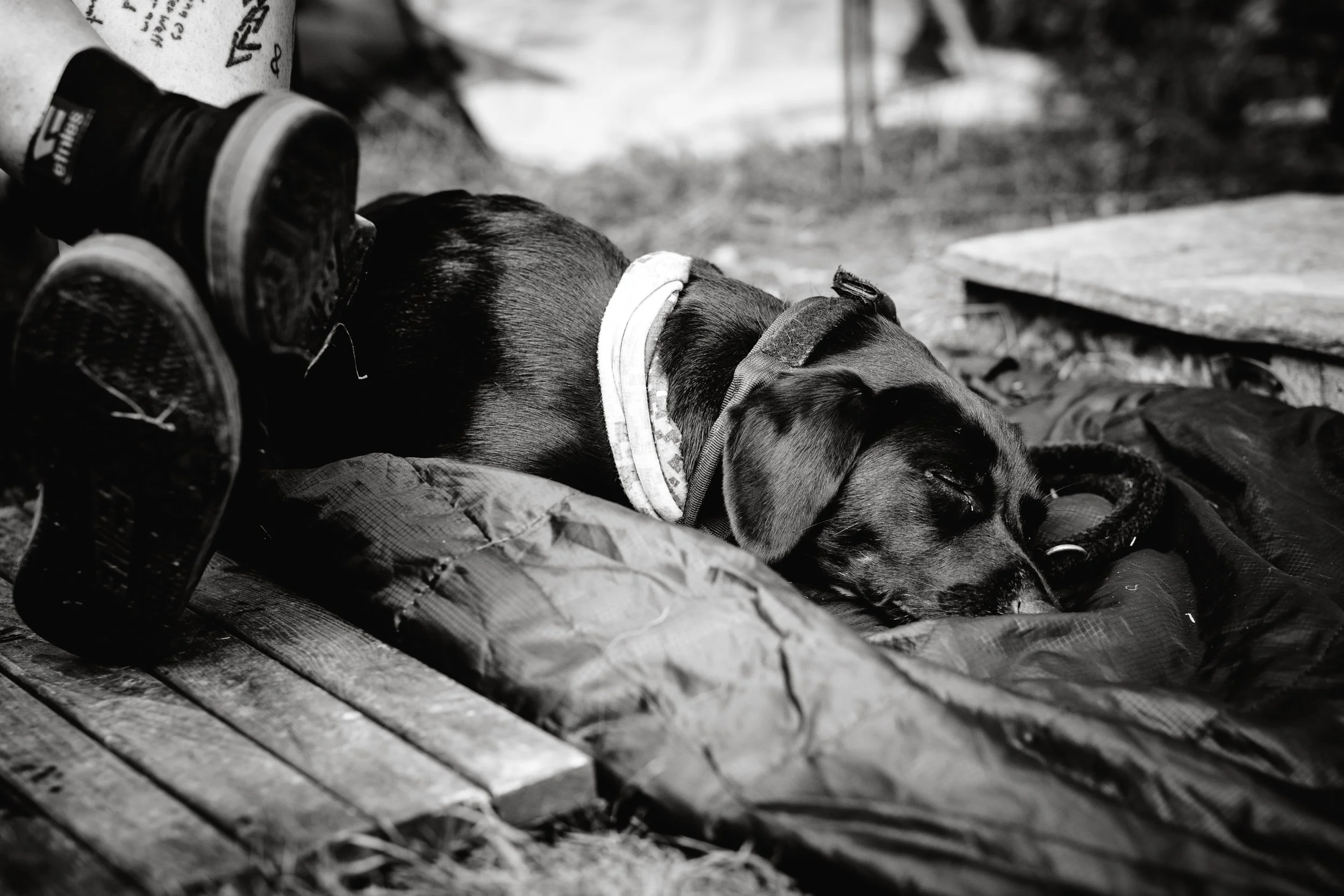 Ein schlafender Hund liegt auf einer Decke im Freien, umgeben von Campingausrüstung und Holz.