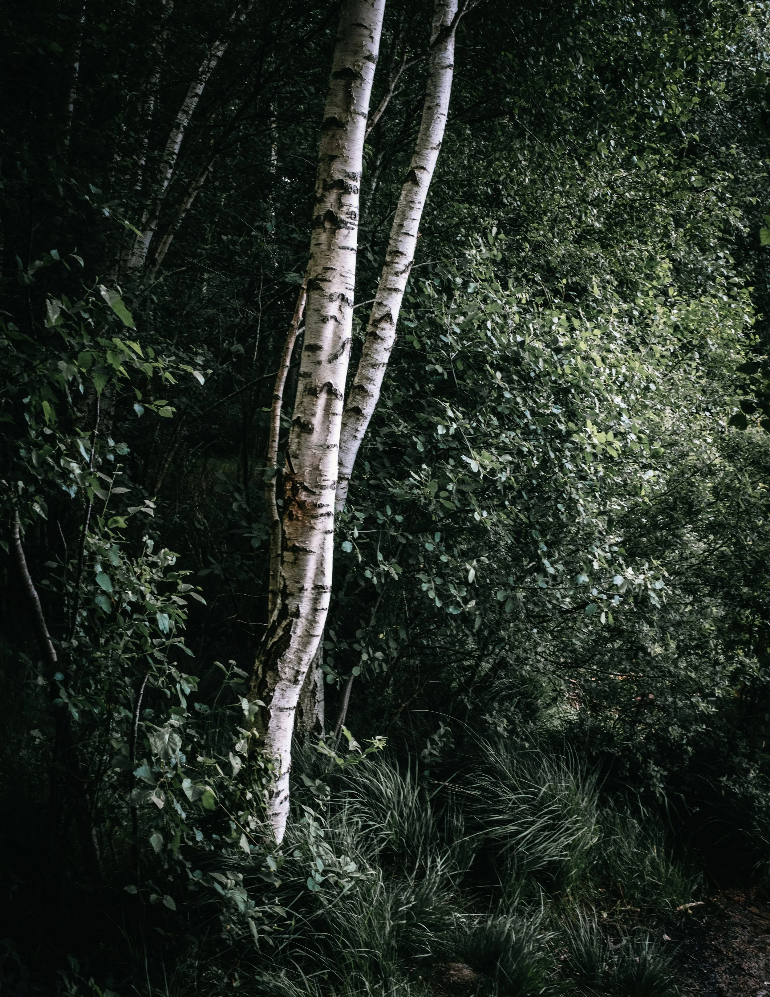 Birkenbaum in einem dunklen, bewaldeten Gebiet mit dichter Vegetation.