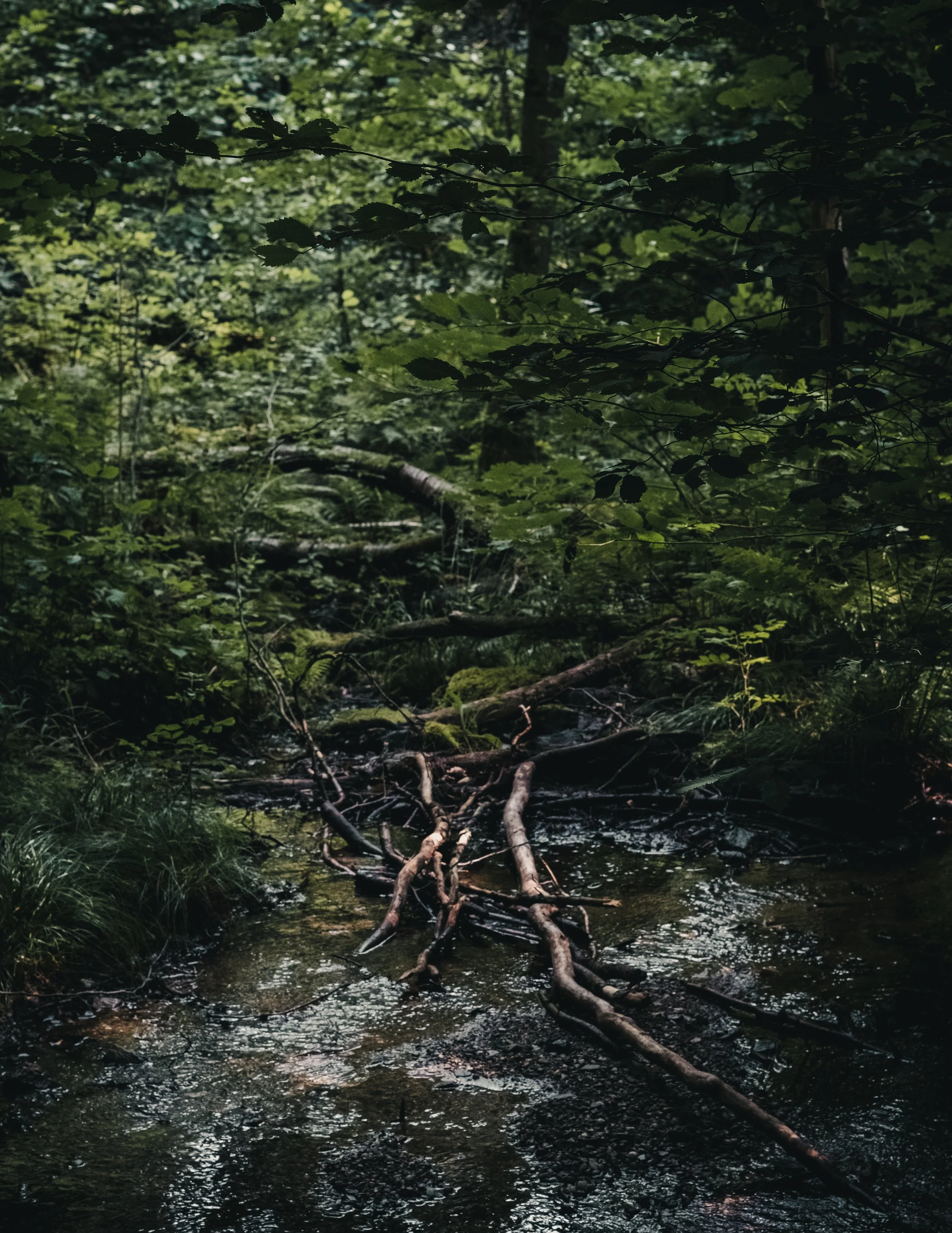 DSCF7196.jpg