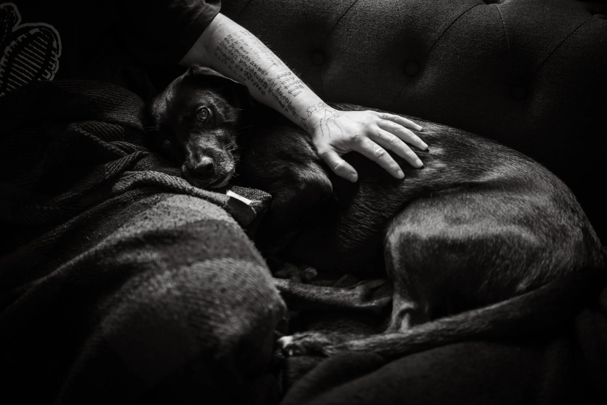 Schwarzes Hund liegt auf einer Person, die ihn streichelt, auf einer Couch. Die Szene ist schwarz-weiß.
