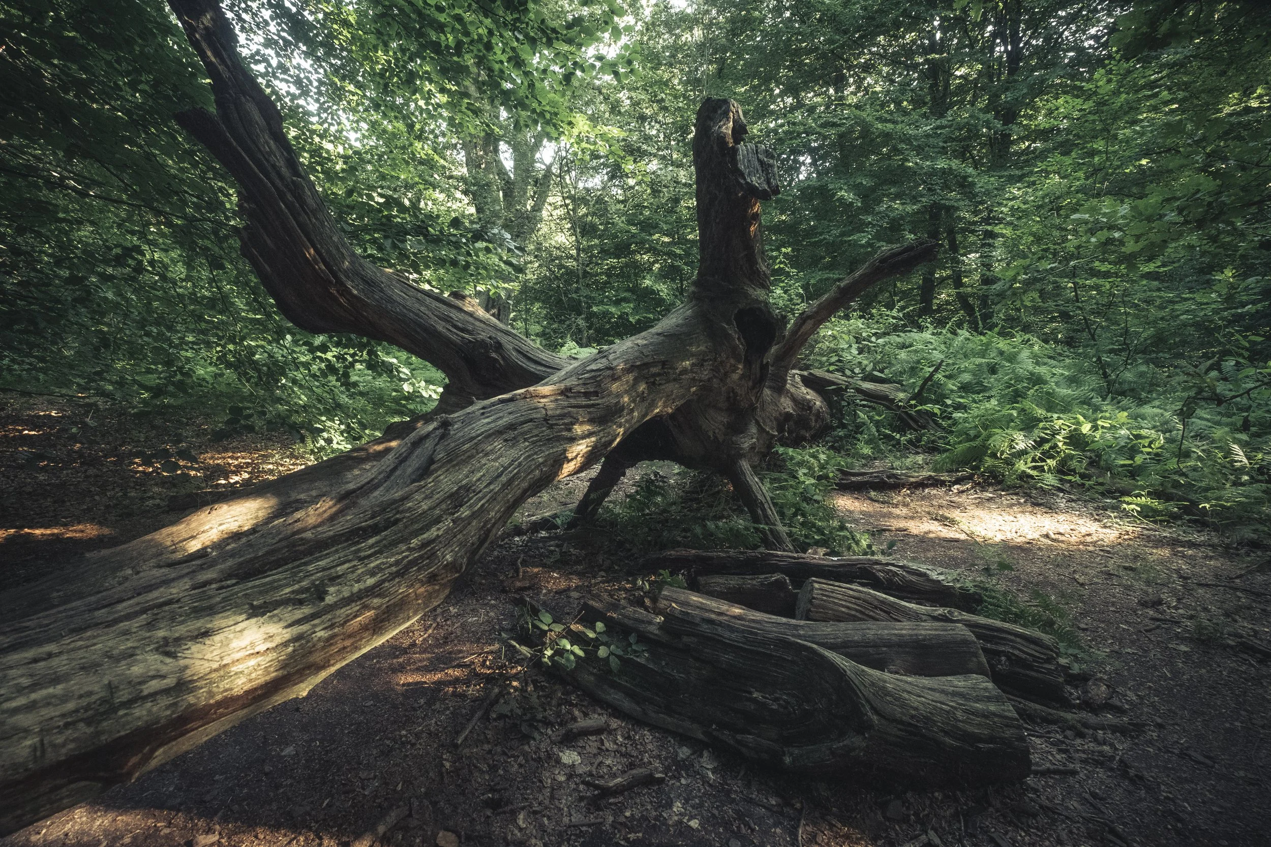 Umgestürzter Baum im grünen Wald mit Sonnenlicht, Licht- und Schatteneffekten auf den Boden.