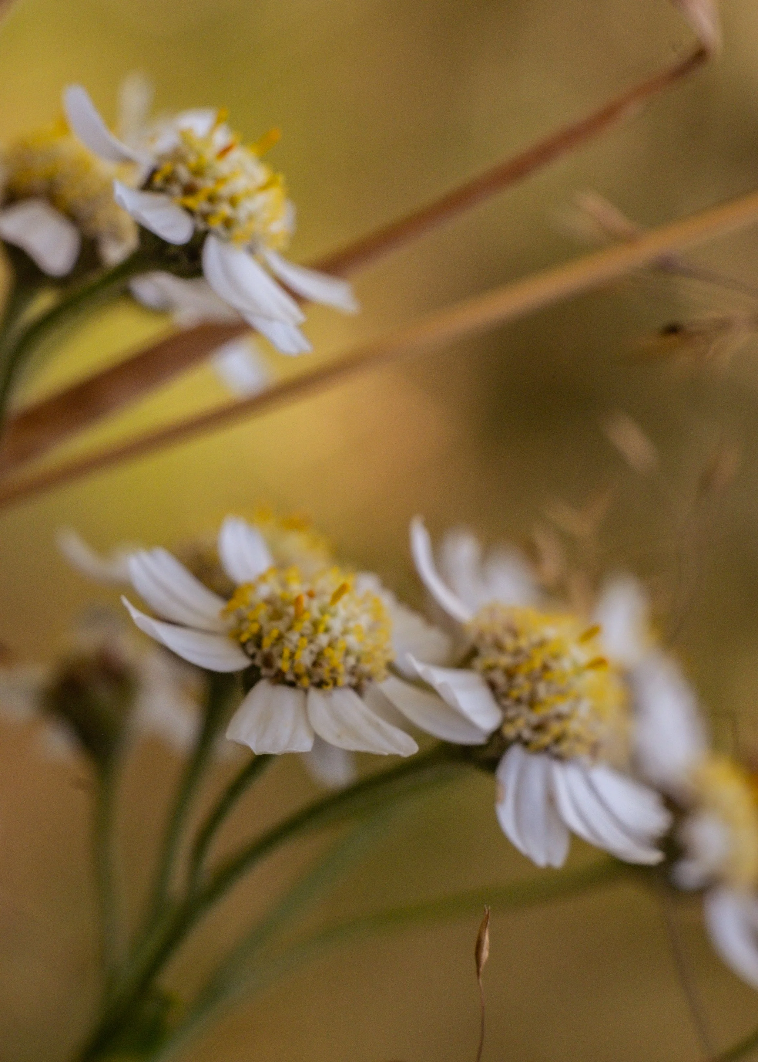 DSCF7112.jpg