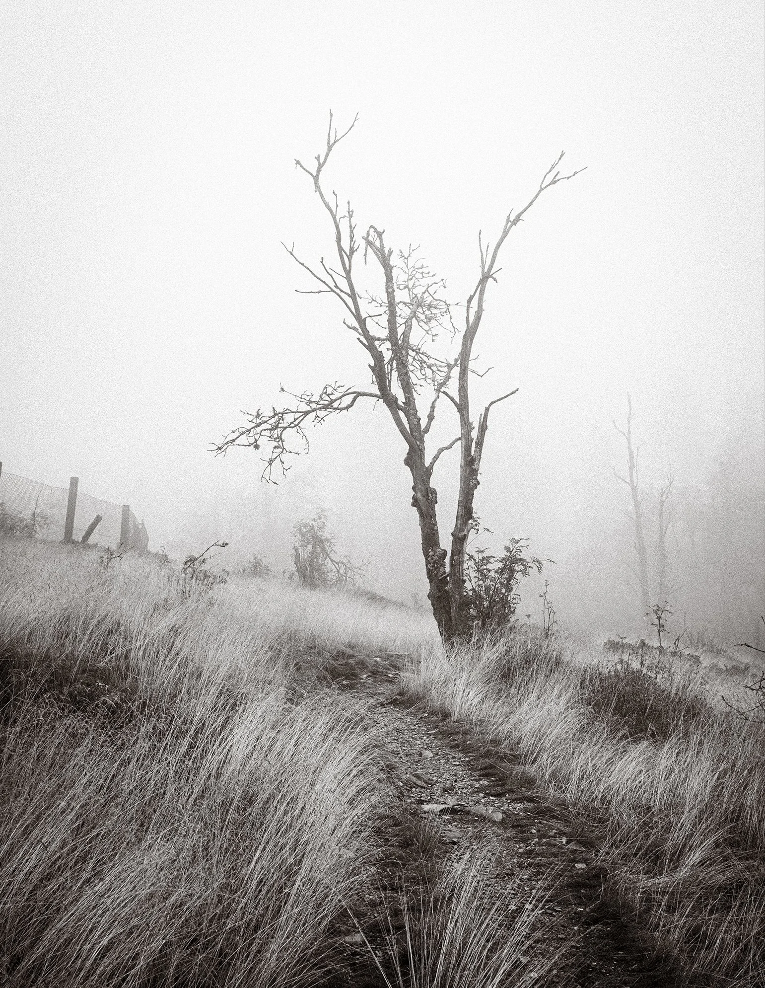 Ein verdorrter knorriger Baum im Nebel. 