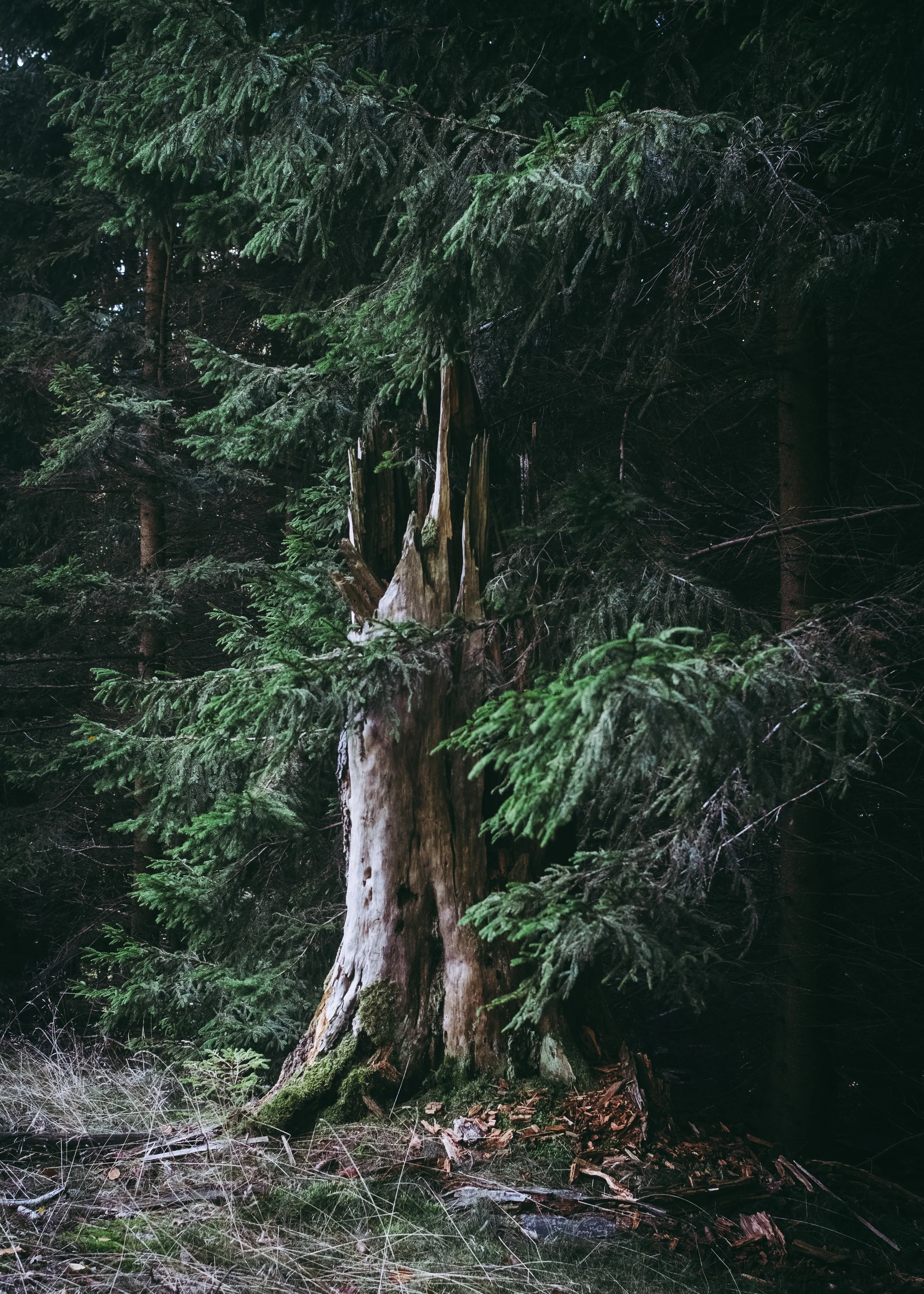 Ein älter Baumstamm in einem dunklen, grünen Wald, mit Ästen und Nadeln eines Nadelbaums im Hintergrund.