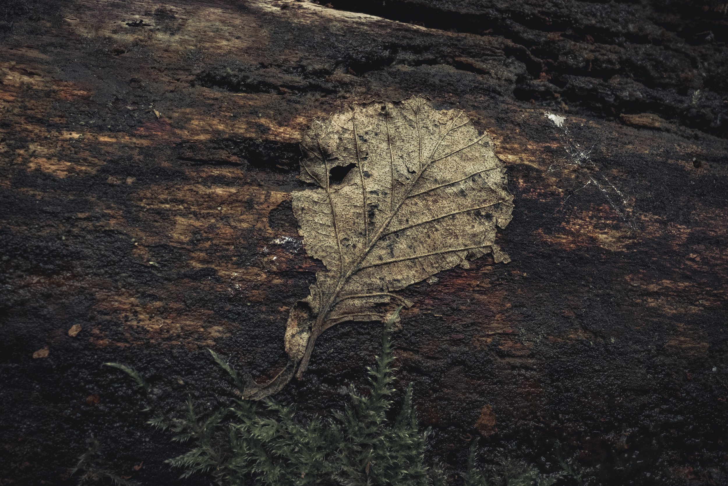 Ein vertrocknetes Blatt auf einer dunklen Baumrinde, umgeben von kleinen grünen Farn- bzw. Moose.