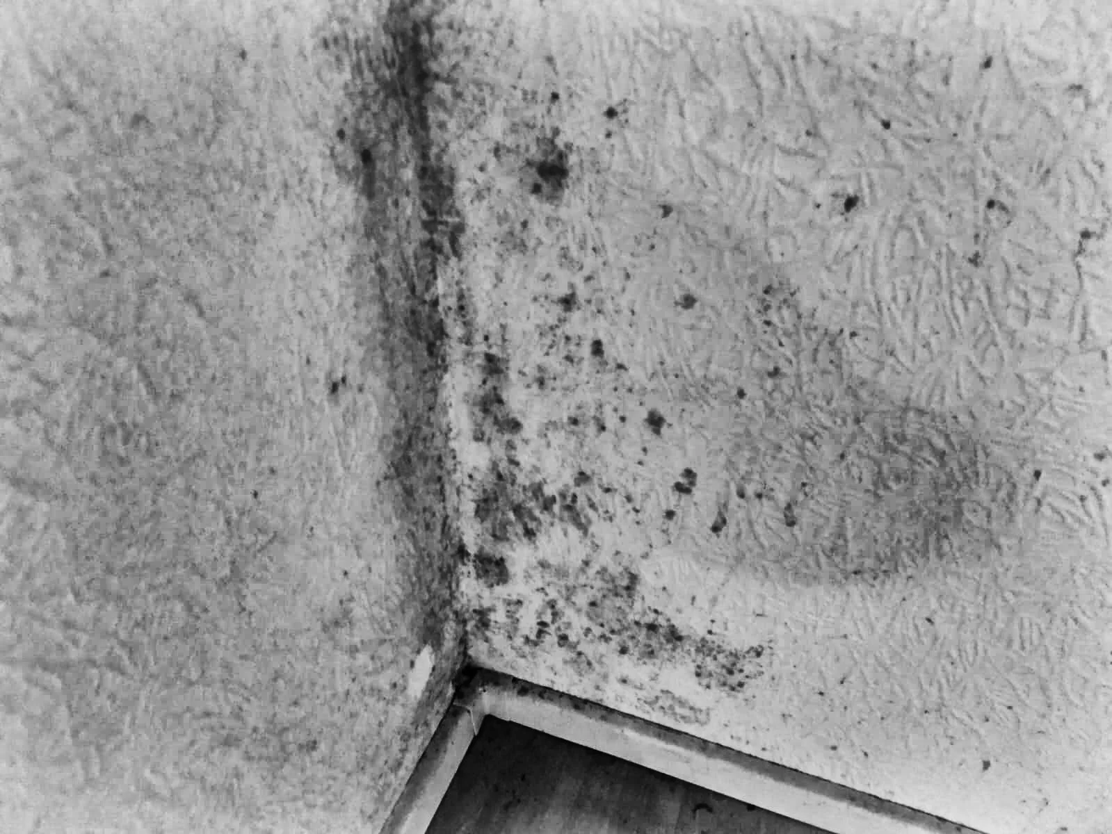 Schmutzige und schimmelnde Ecke an einer Wand mit Teppichboden, schwarzer Schimmel an der Ecken und Fußleiste.