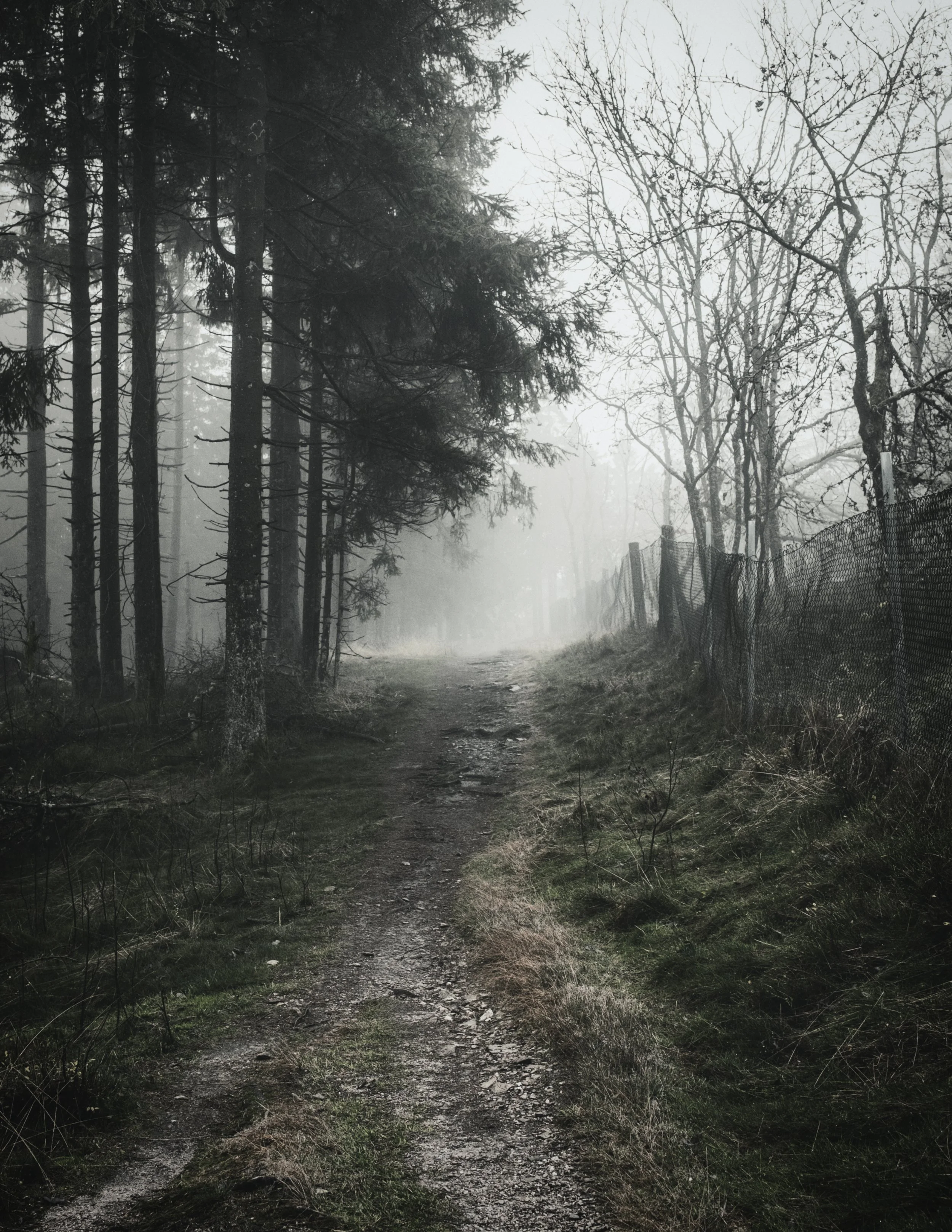Ein nebliger Waldweg mit Bäumen und einem Zaun auf der rechten Seite.