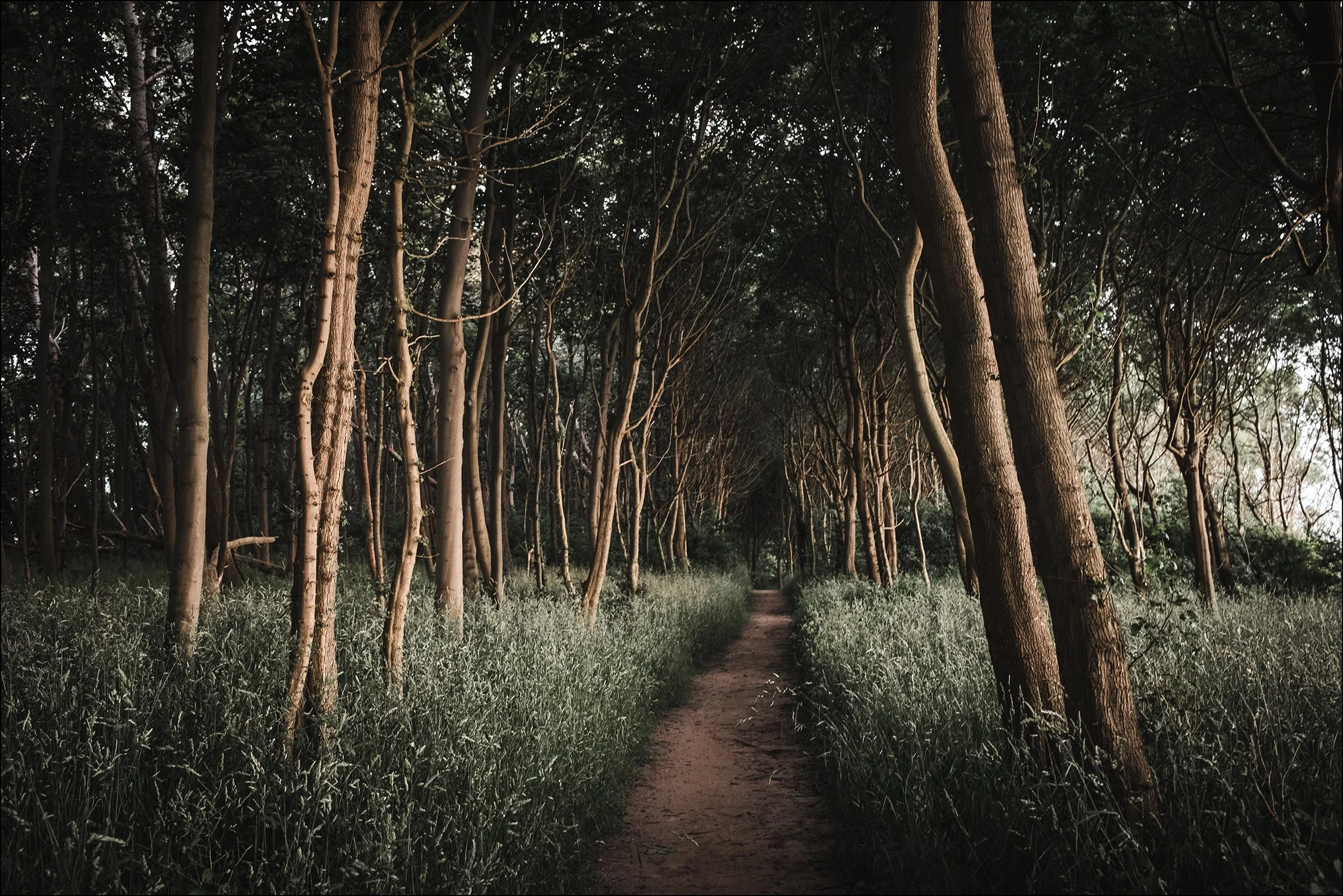 Ein schmaler Fußweg durch einen dunklen, bewaldeten Pfad mit hohen Bäumen auf beiden Seiten. Das Licht ist spärlich, und die Szenerie wirkt geheimnisvoll.