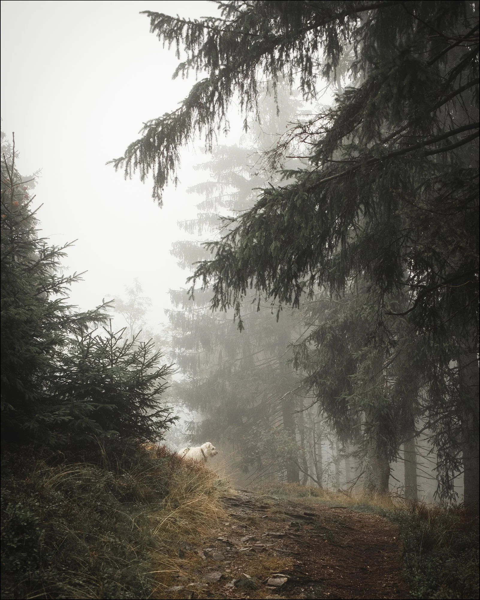 Ein nebelhafter Waldweg mit Tannenbäumen, ein Hund steht am Weg, die Atmosphäre ist mystisch und ruhig