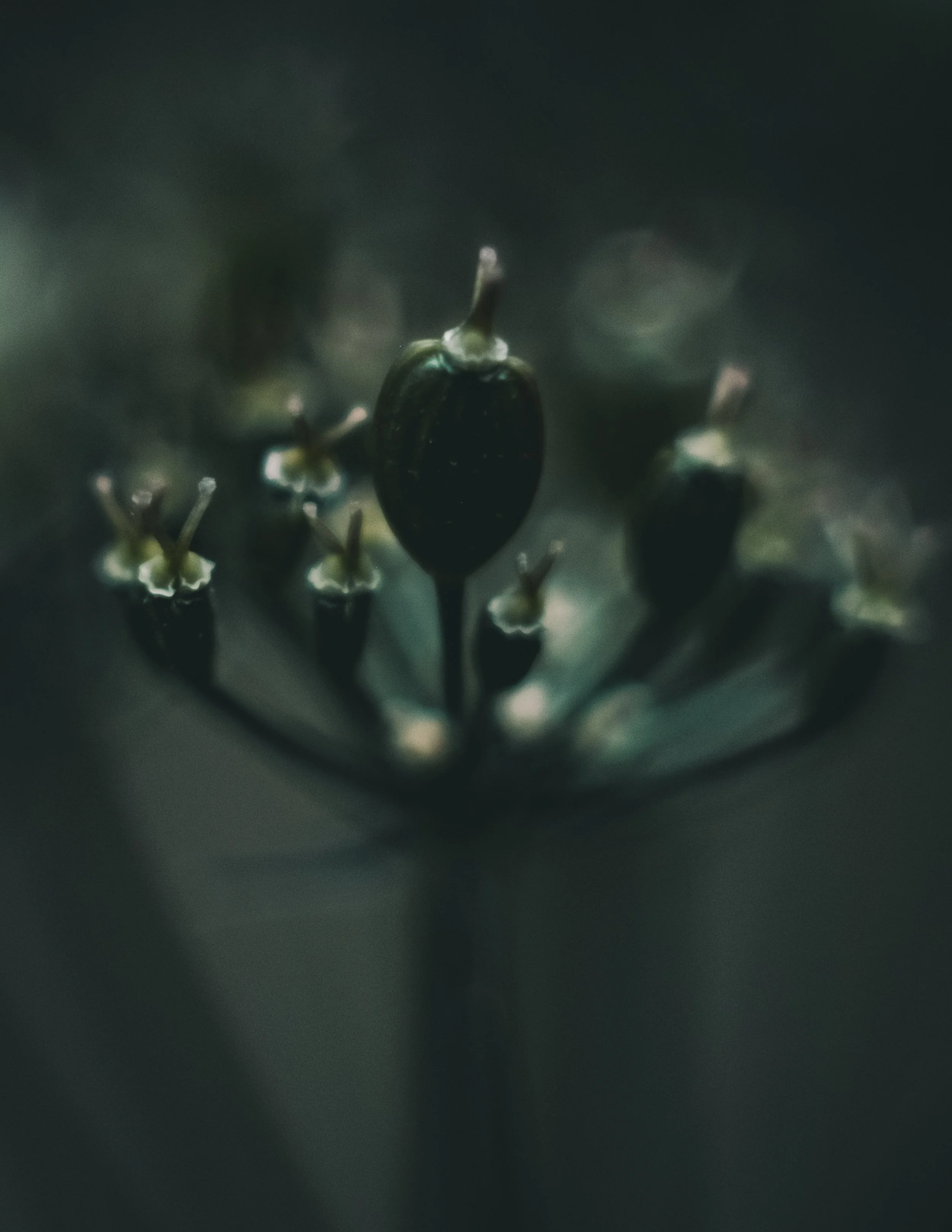 DSCF7277.jpg
