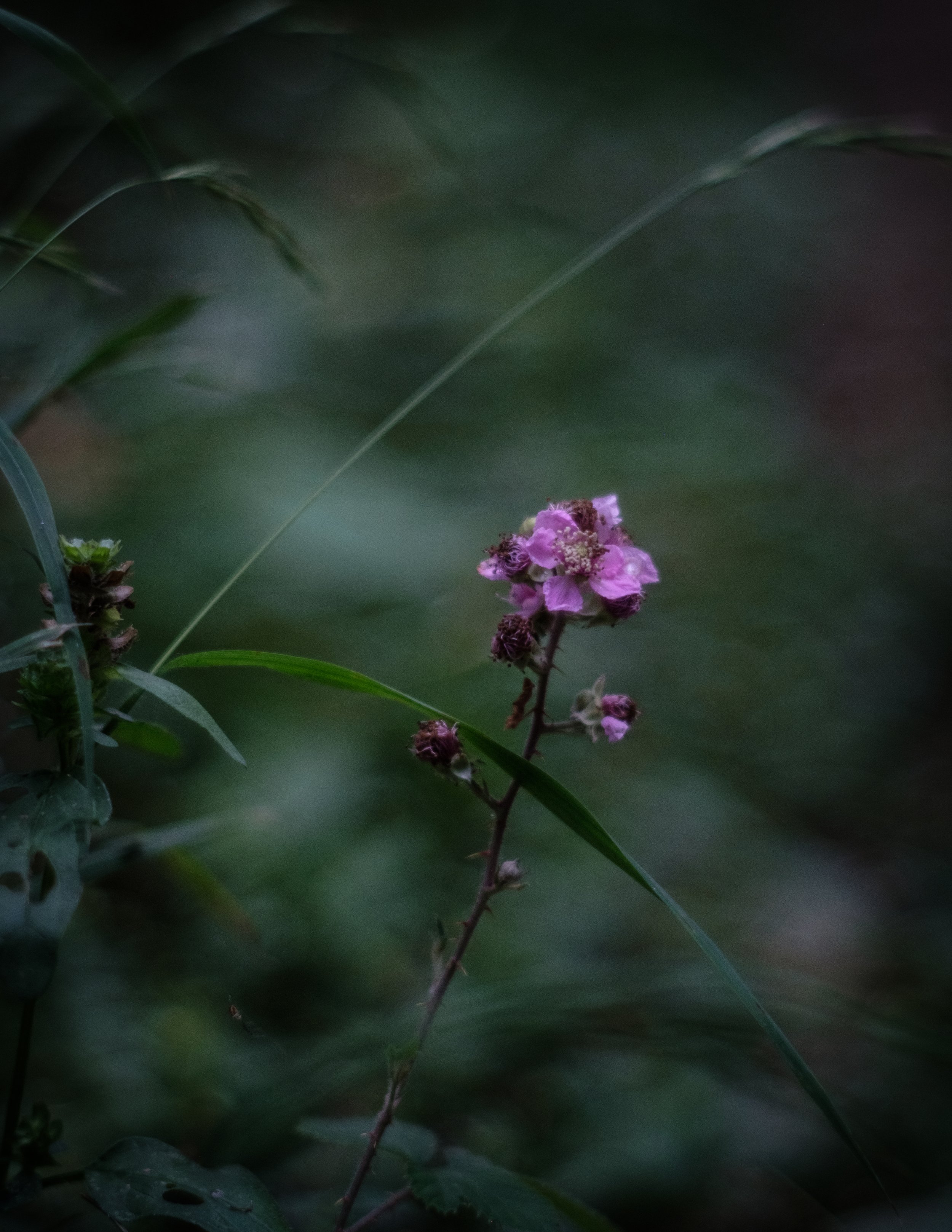 DSCF7308.jpg