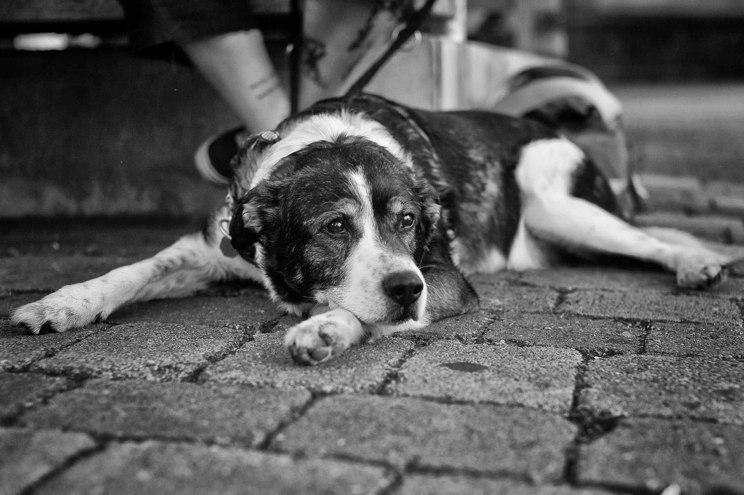 Ein Hund liegt auf einer gepflasterten Oberfläche, sieht nach vorne, mit einem etwas traurigen Ausdruck. Es ist in Schwarz-Weiß fotografiert.